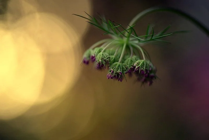 The Practice of Humility