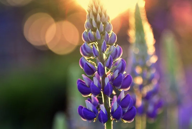 Savoring Summer begins!