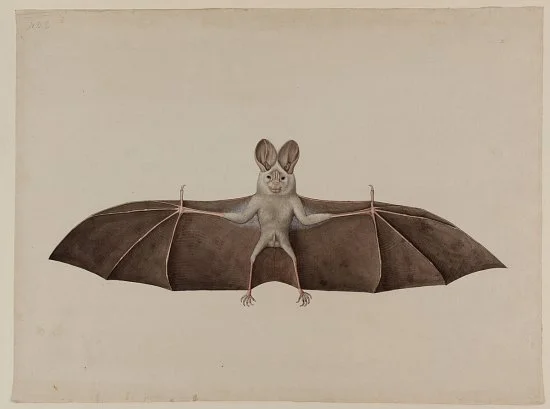 The Art and Science of Bats. https://loom.ly/sWlitgc
