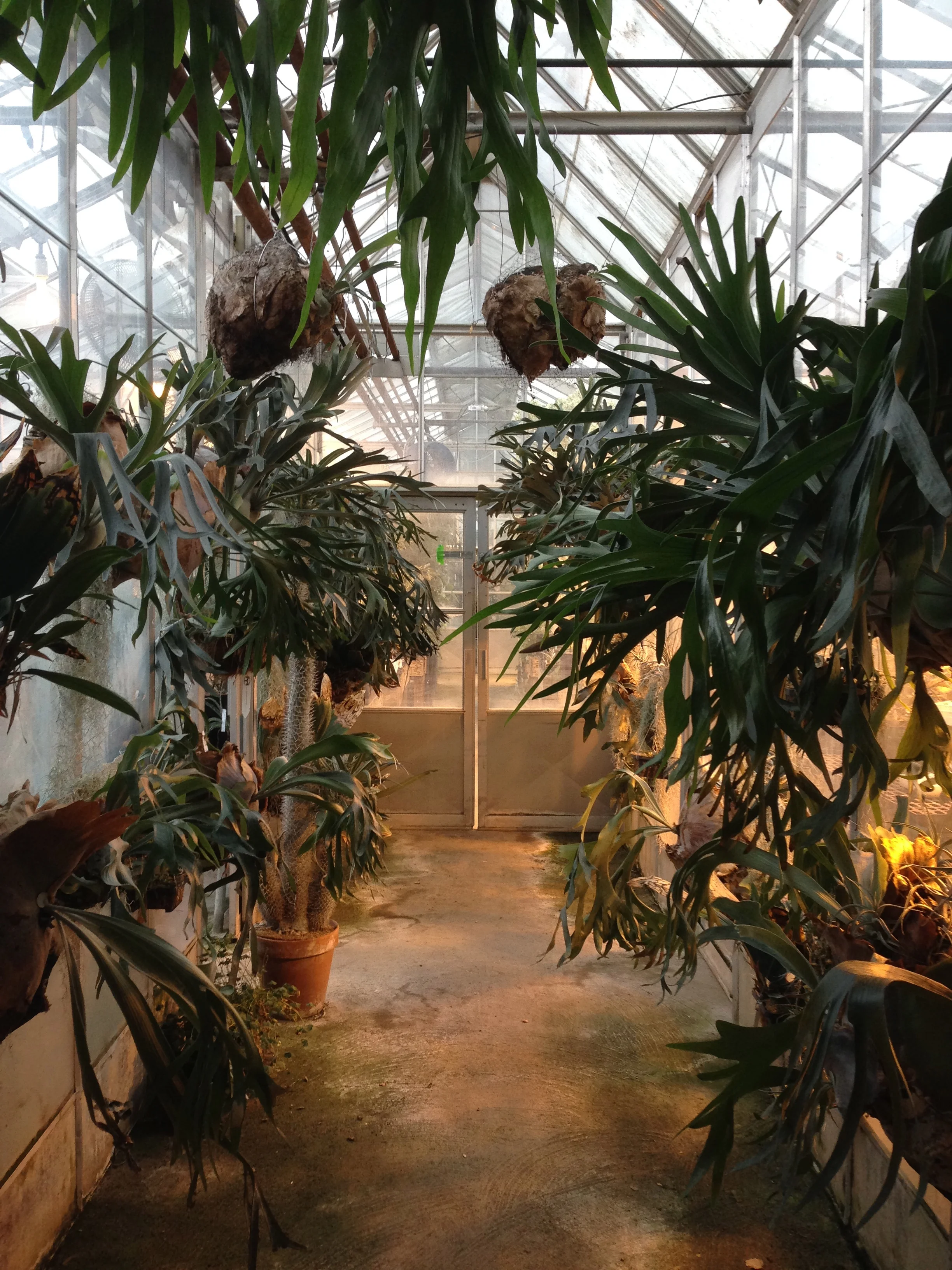 Hall O Staghorns at the UC Davis Botanical Conservatory