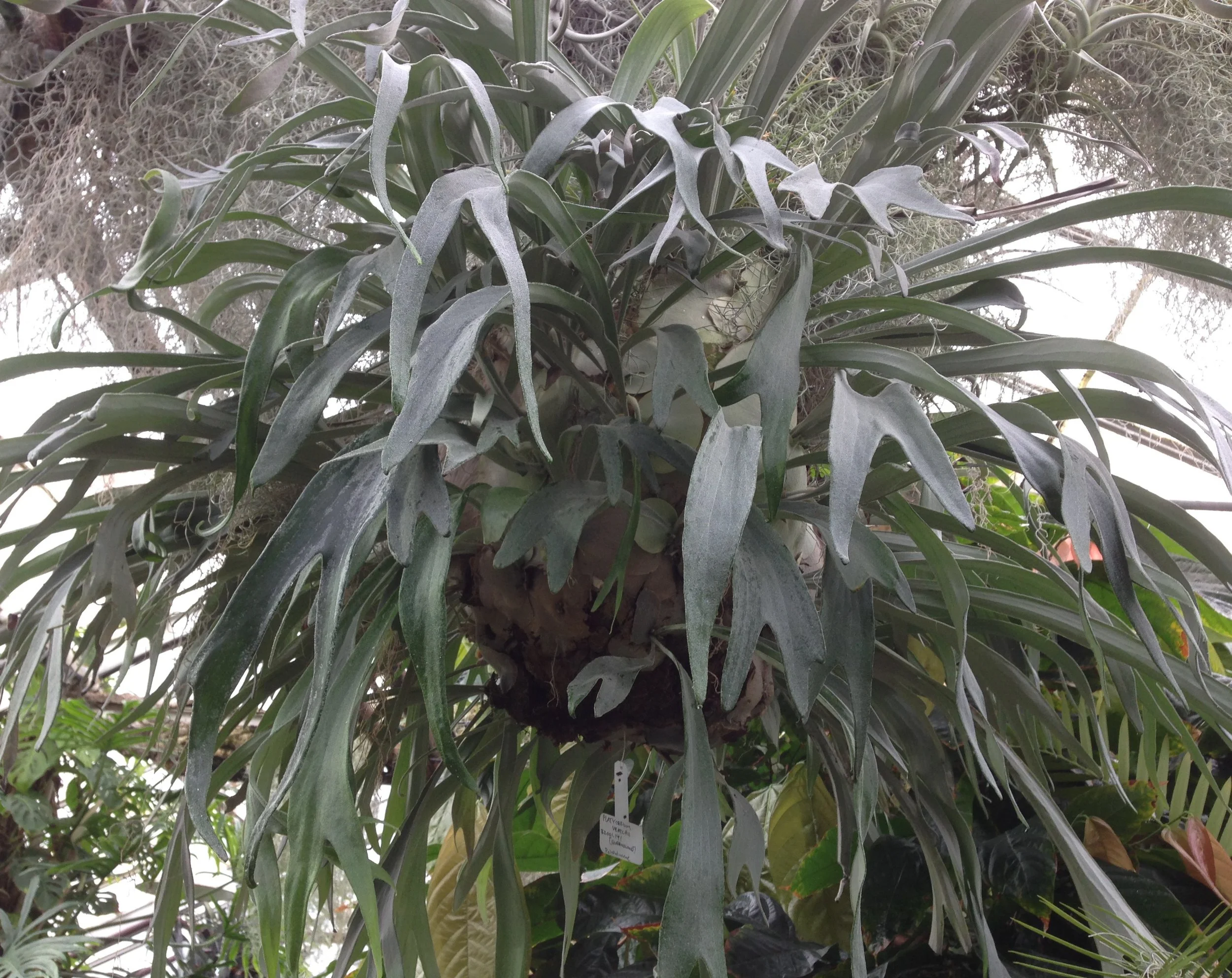 Platycerium veitchii “ball” growing in the UC Davis Botanical Conservatory