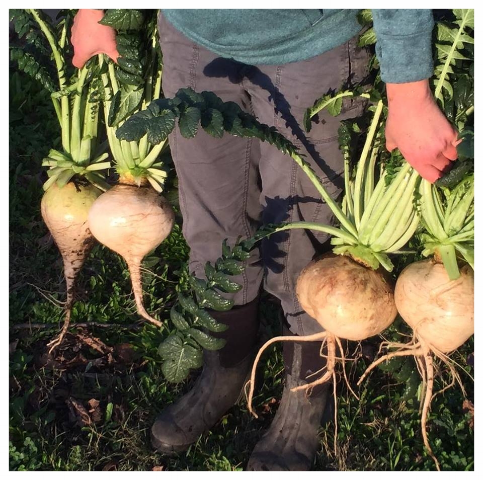Not turnips..Radishes!