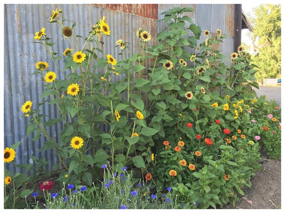 Nothin' says country like rusty barn and sunflowers!