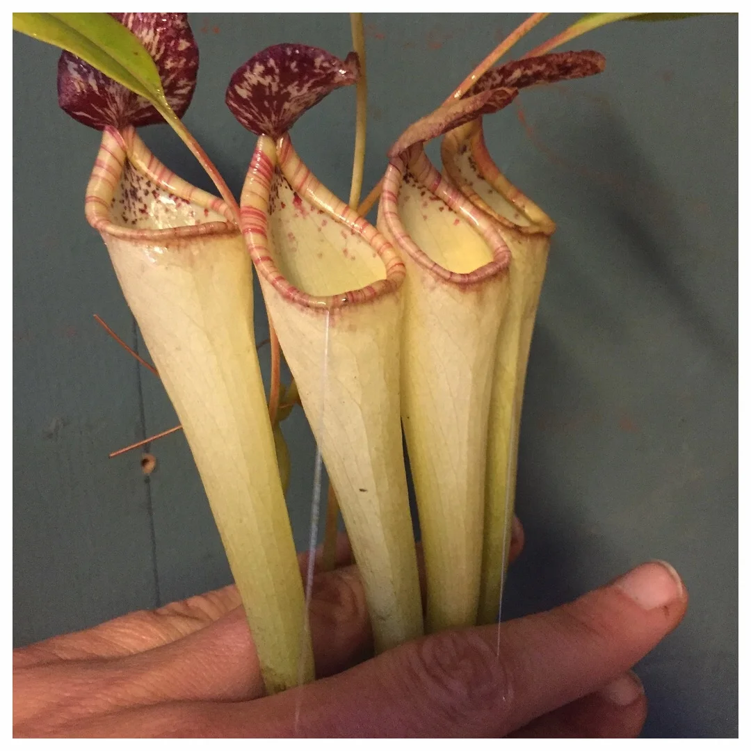  I work with some of the rarest Carnivorous plants there are. This Nepenthes is emitting some of its digestive juices on me!&nbsp; 