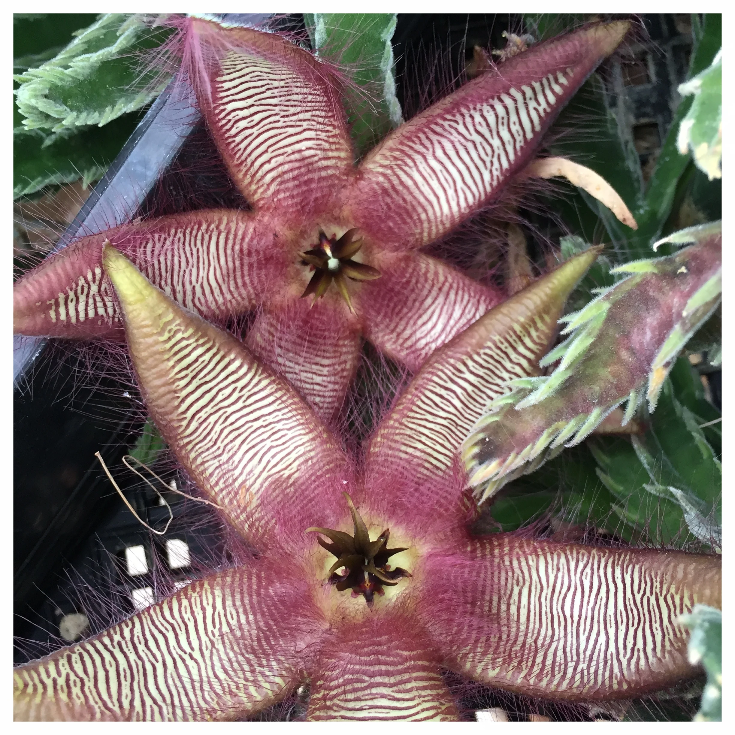  Stapelia.... a fly pollinated flower...yep it smells like a dead rat 