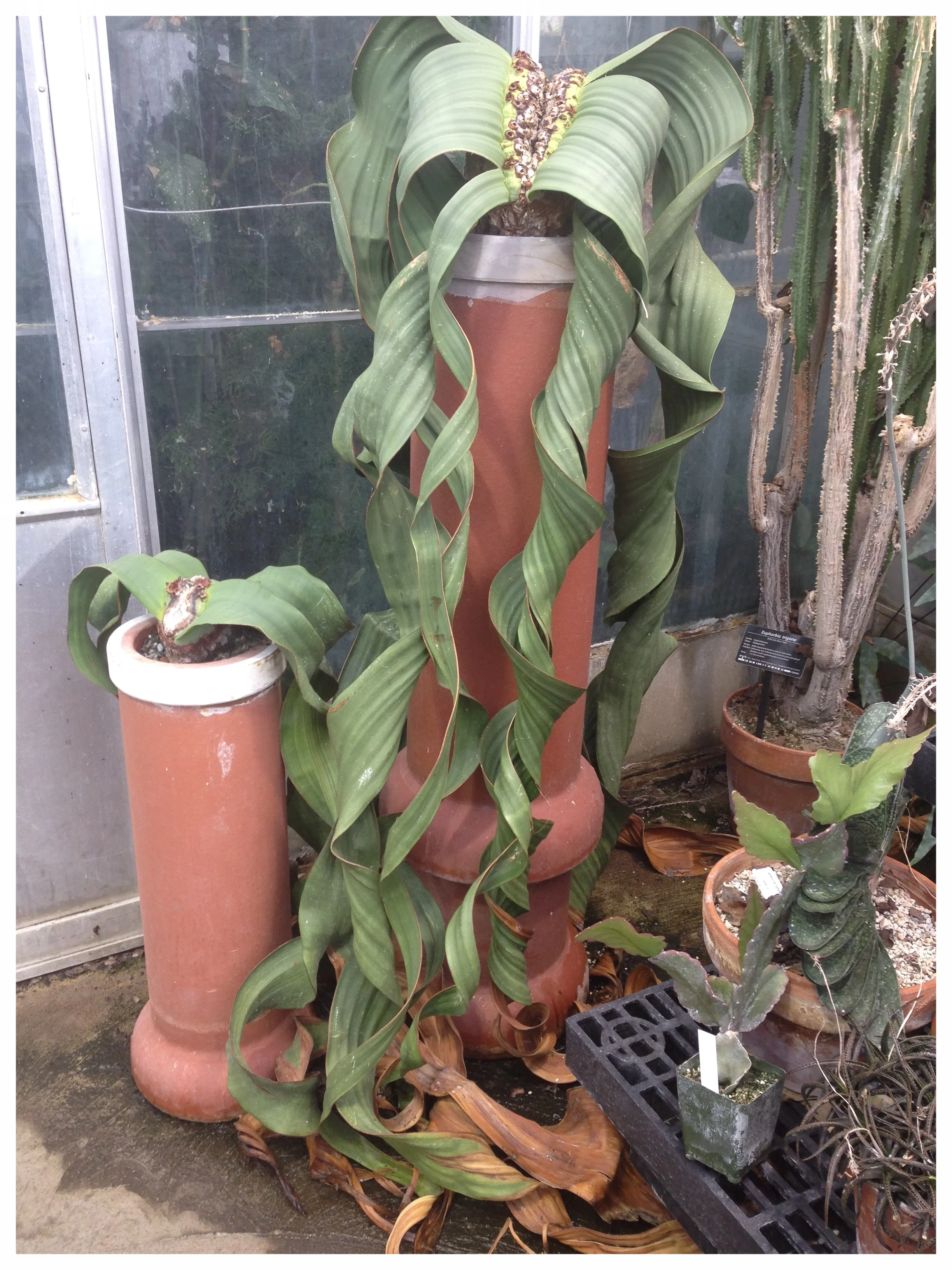  A very rare Welwitschia plant. This specimen is from 1968. In Namibia where they are native to they estimate they can be as old as 4,000 years old. AND they never drop their leaves. 