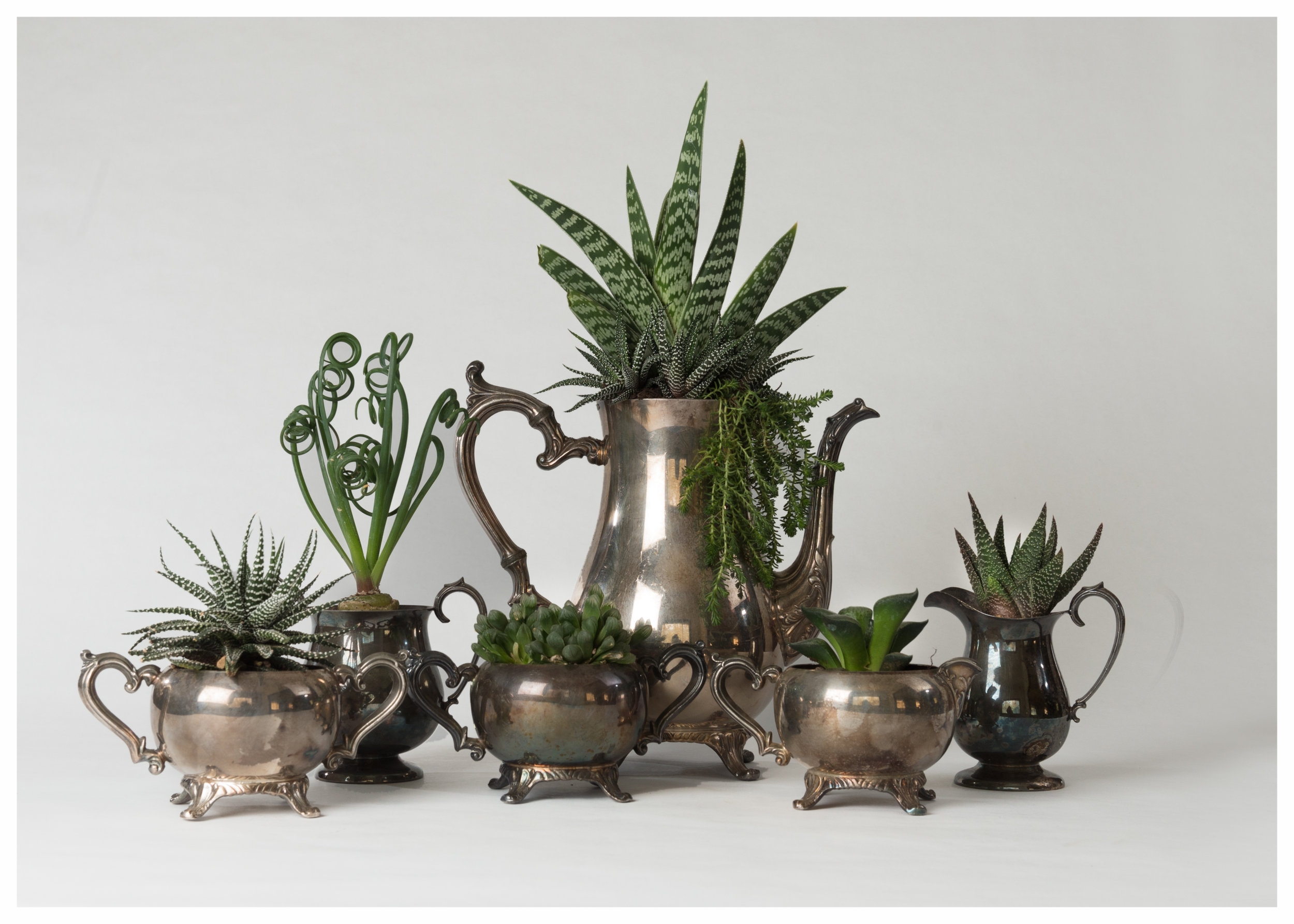 Wondering what to do with that old silver tea set...plant succulents. 