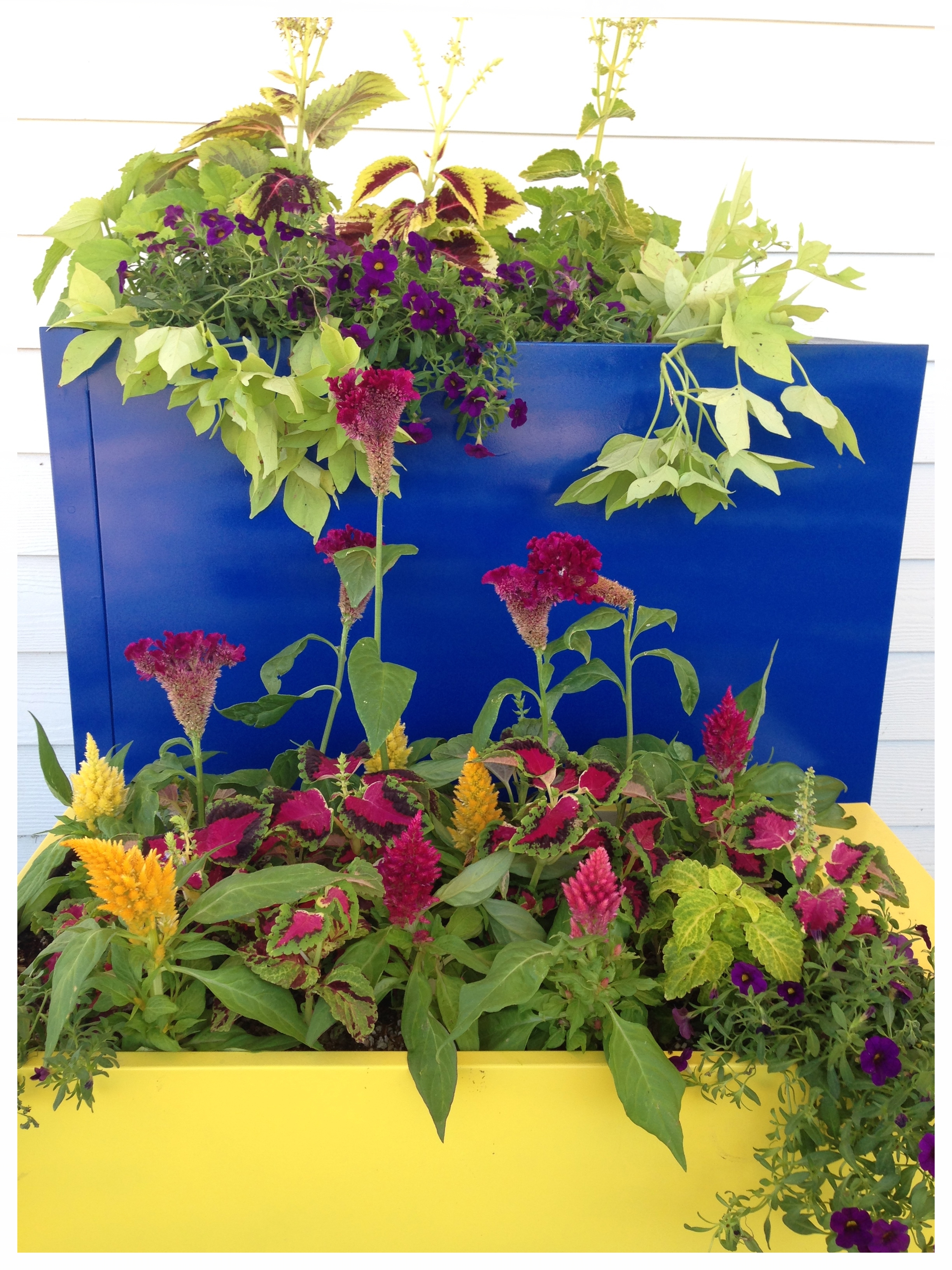These two gray yucky filing cabinets became two very vibrant planters...with wheels 