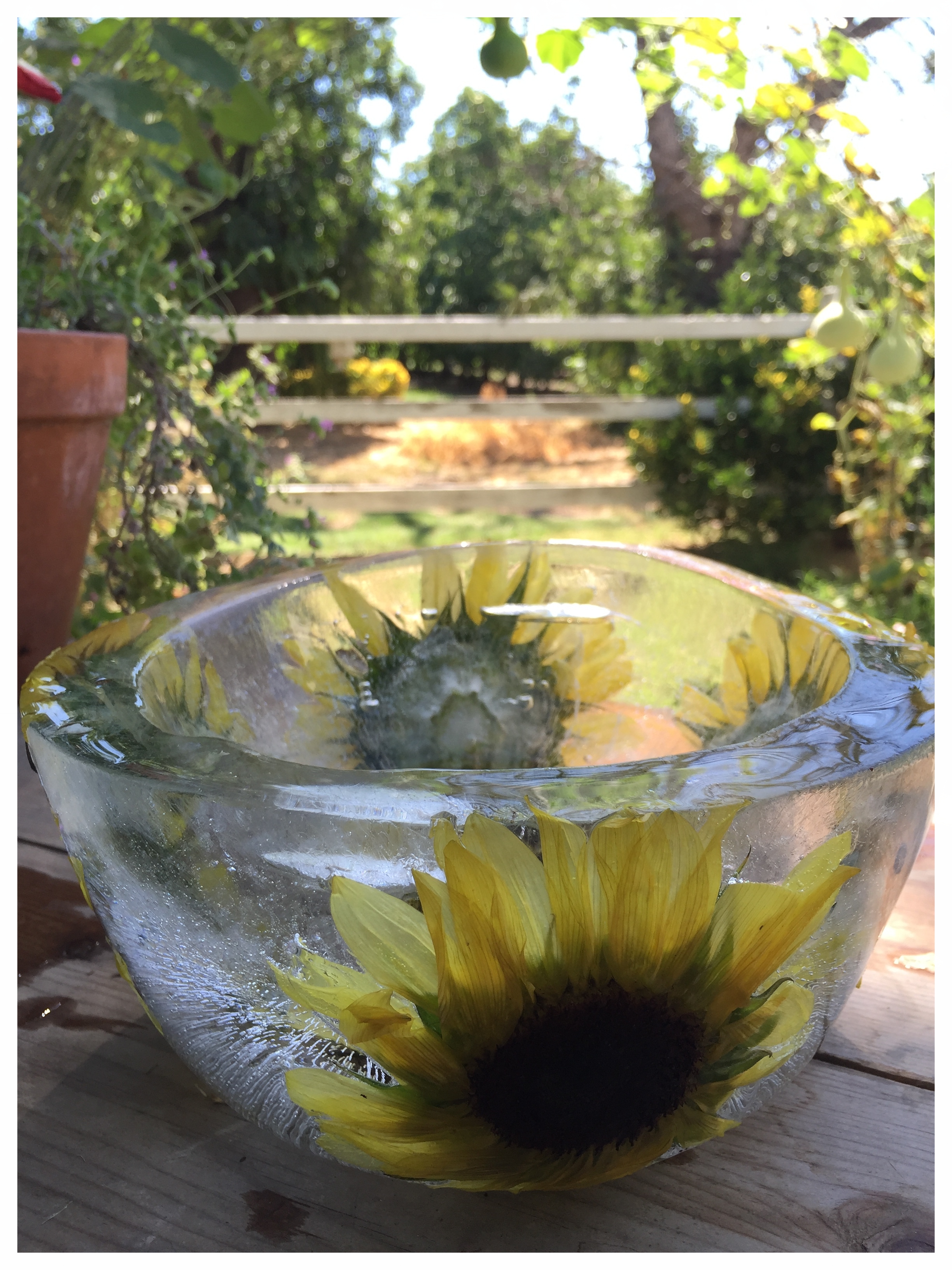 Sunflower_ice_bowl.jpeg