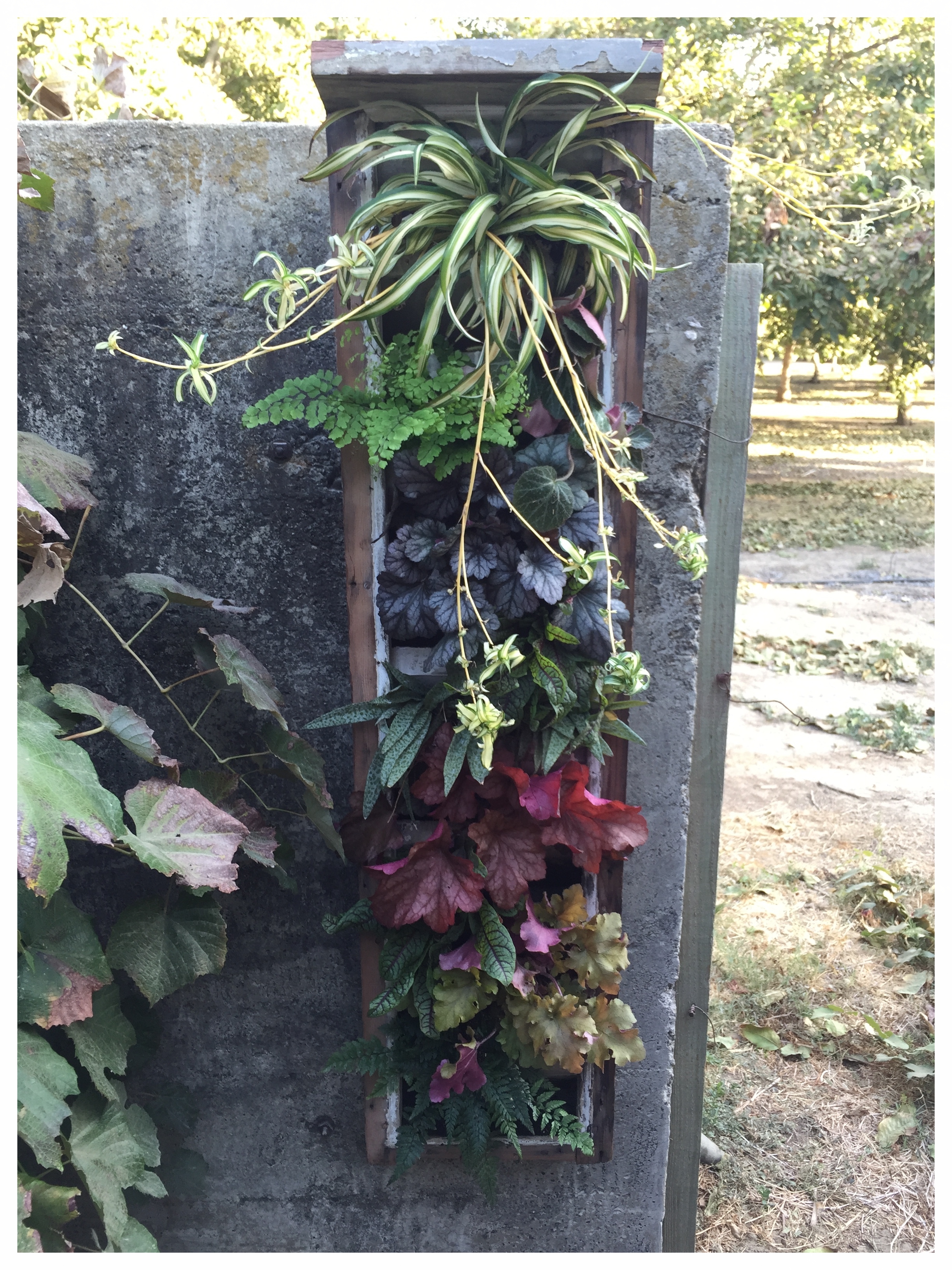 An old victorian house vent...now a living wall planter. 