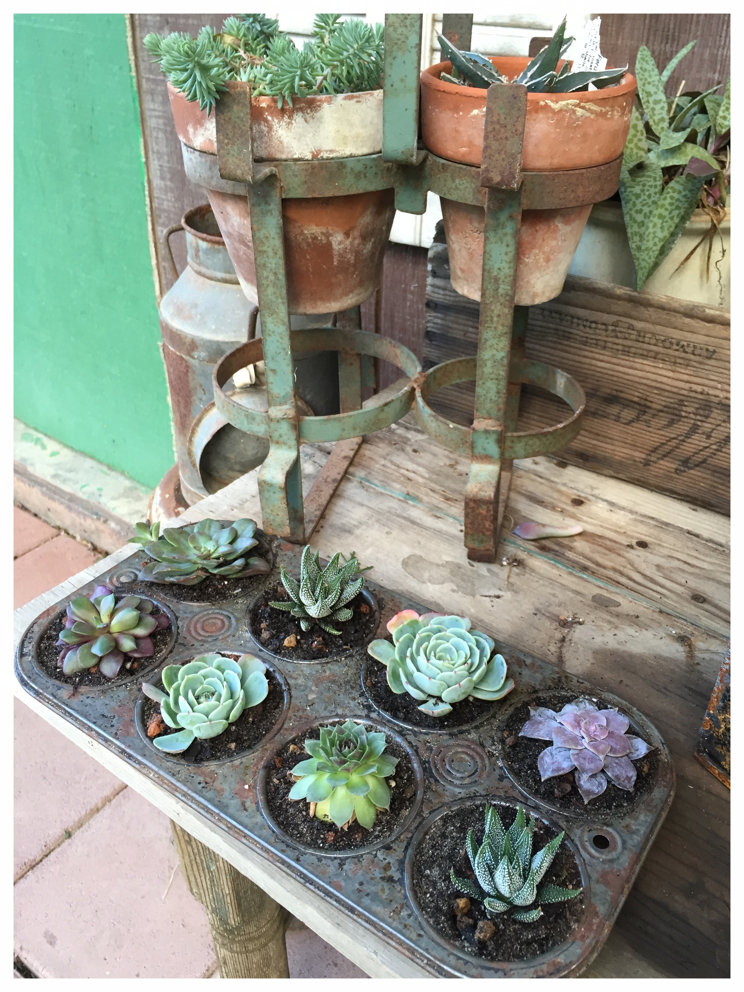 Old muffin pan into a succulent planter. 