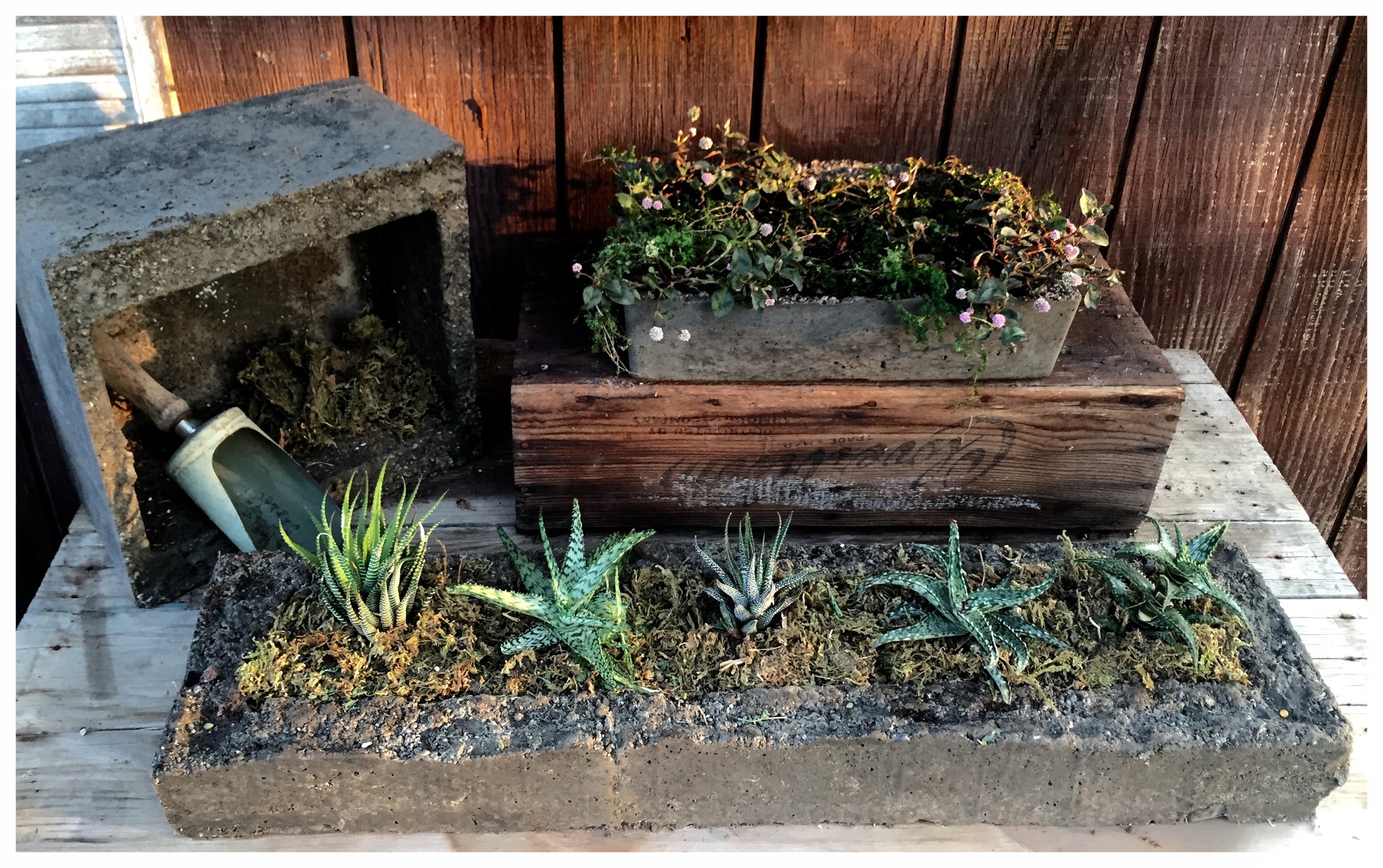 Love making Tufa planters...3 ingredients, peat moss, perlite, Portland cement. 