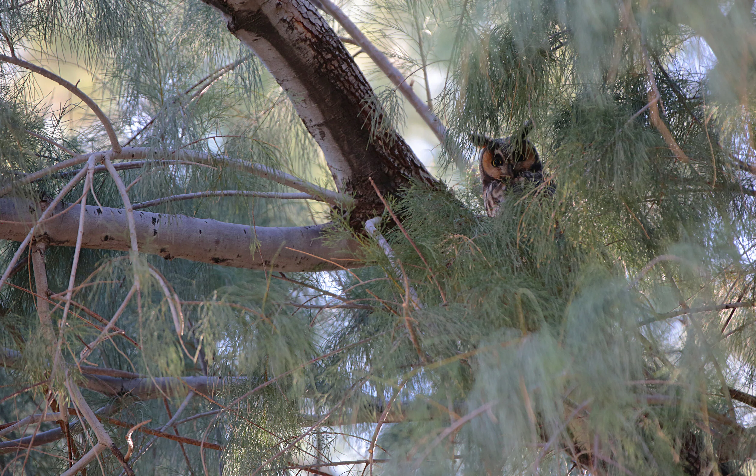 Watcher in the Woods (Long-eared Owl) 