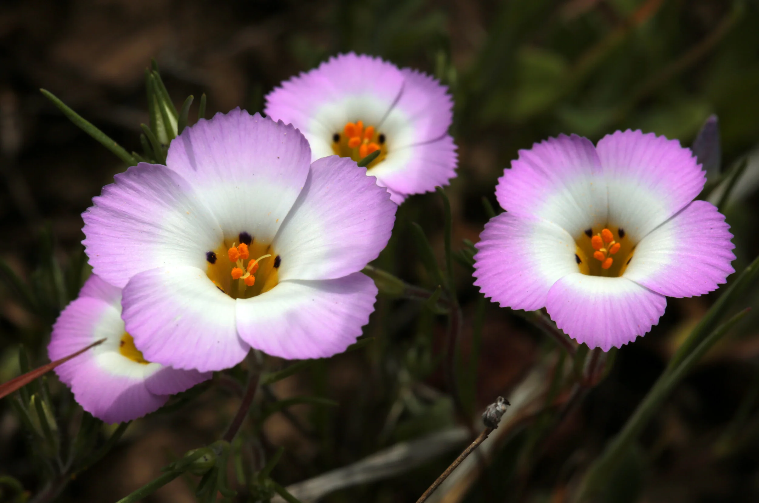 Fringed Linanthus (Linanthus dianthiflorus) 