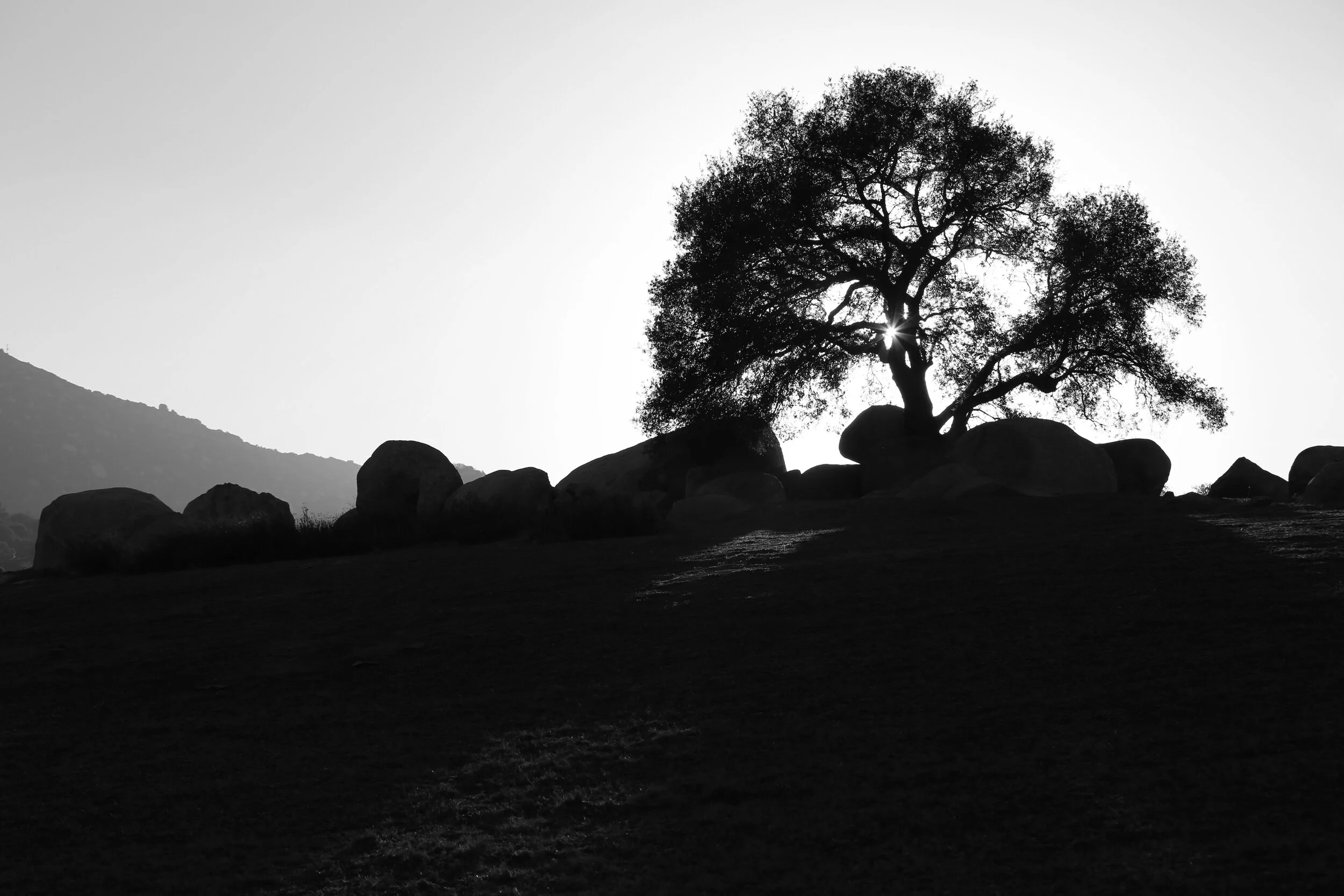Live Oak at Ramona Grasslands Preserve