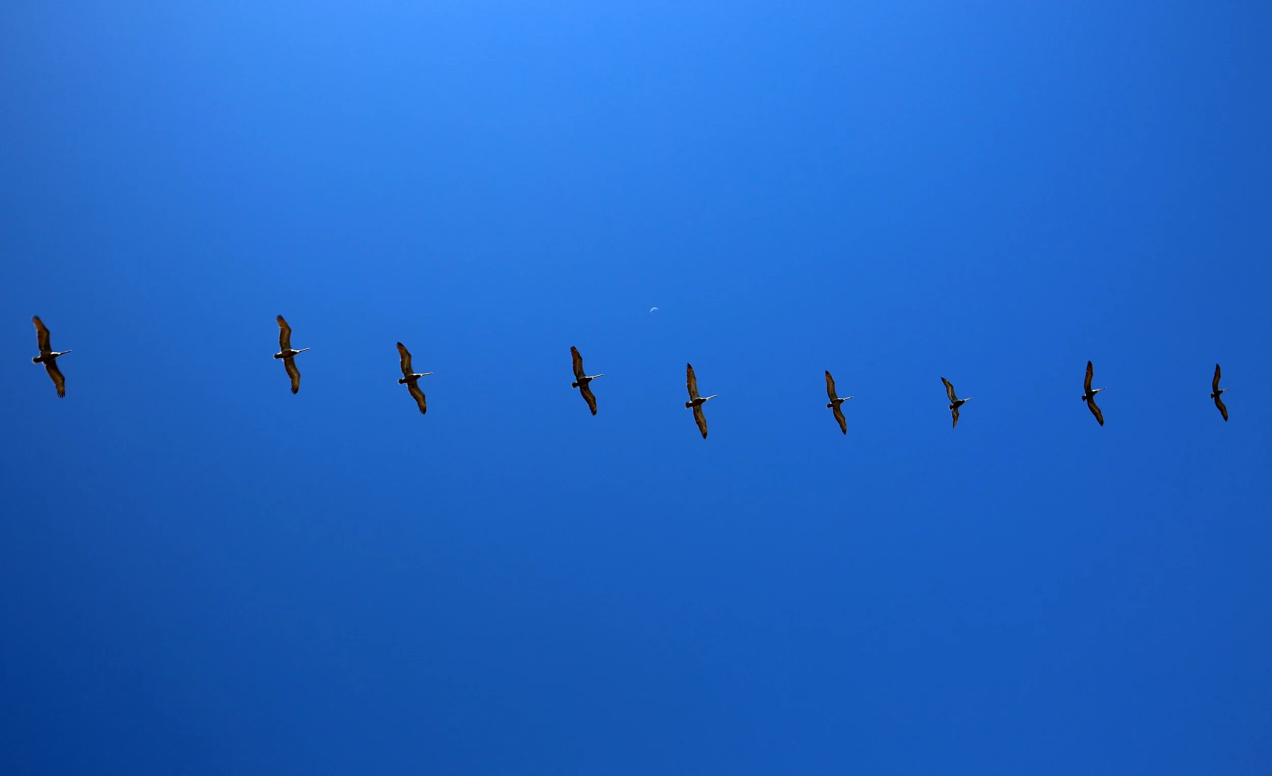 Pelicans and Crescent Moon