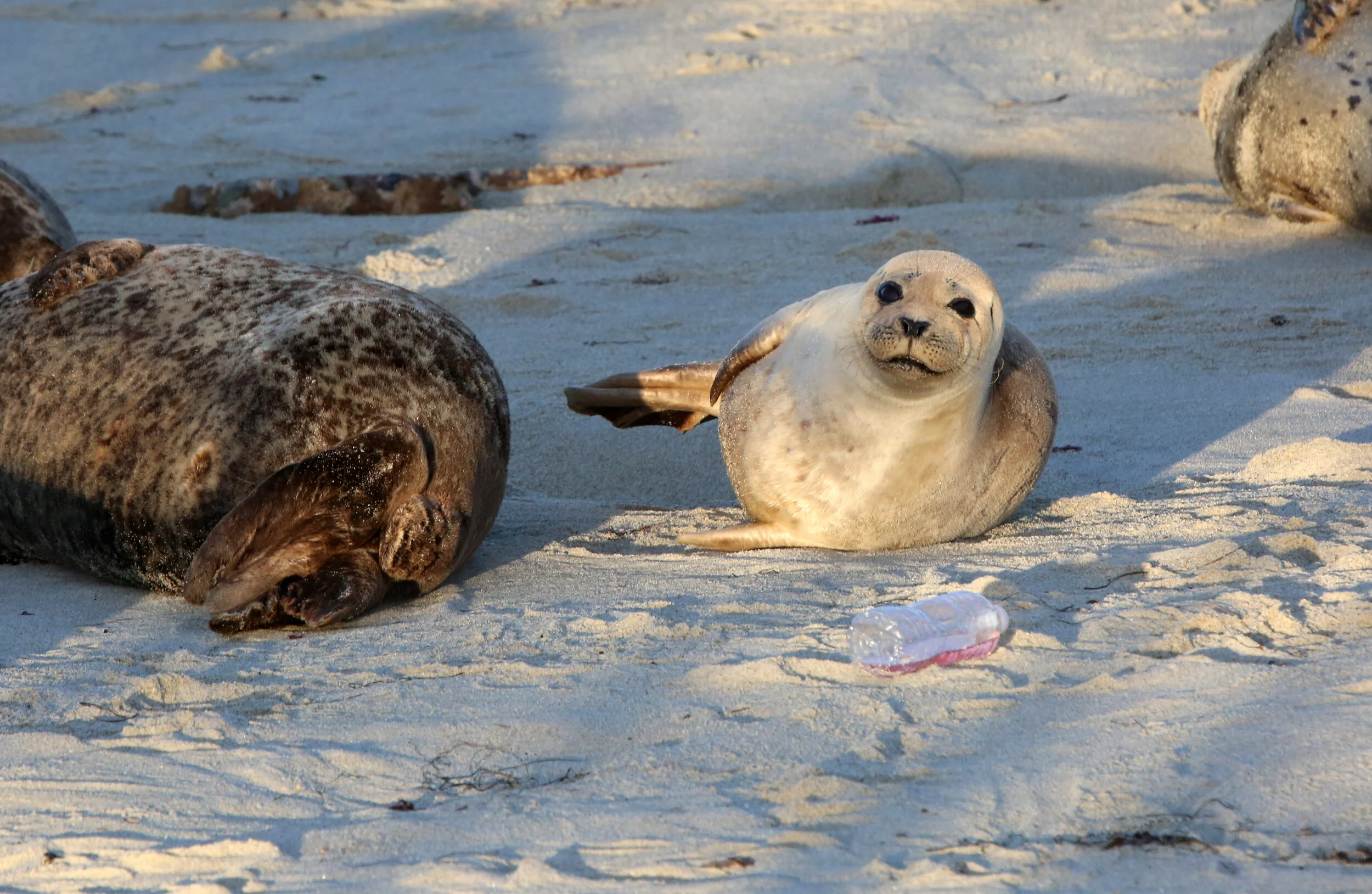 Pacific Harbor Seal with Single-use Plastic