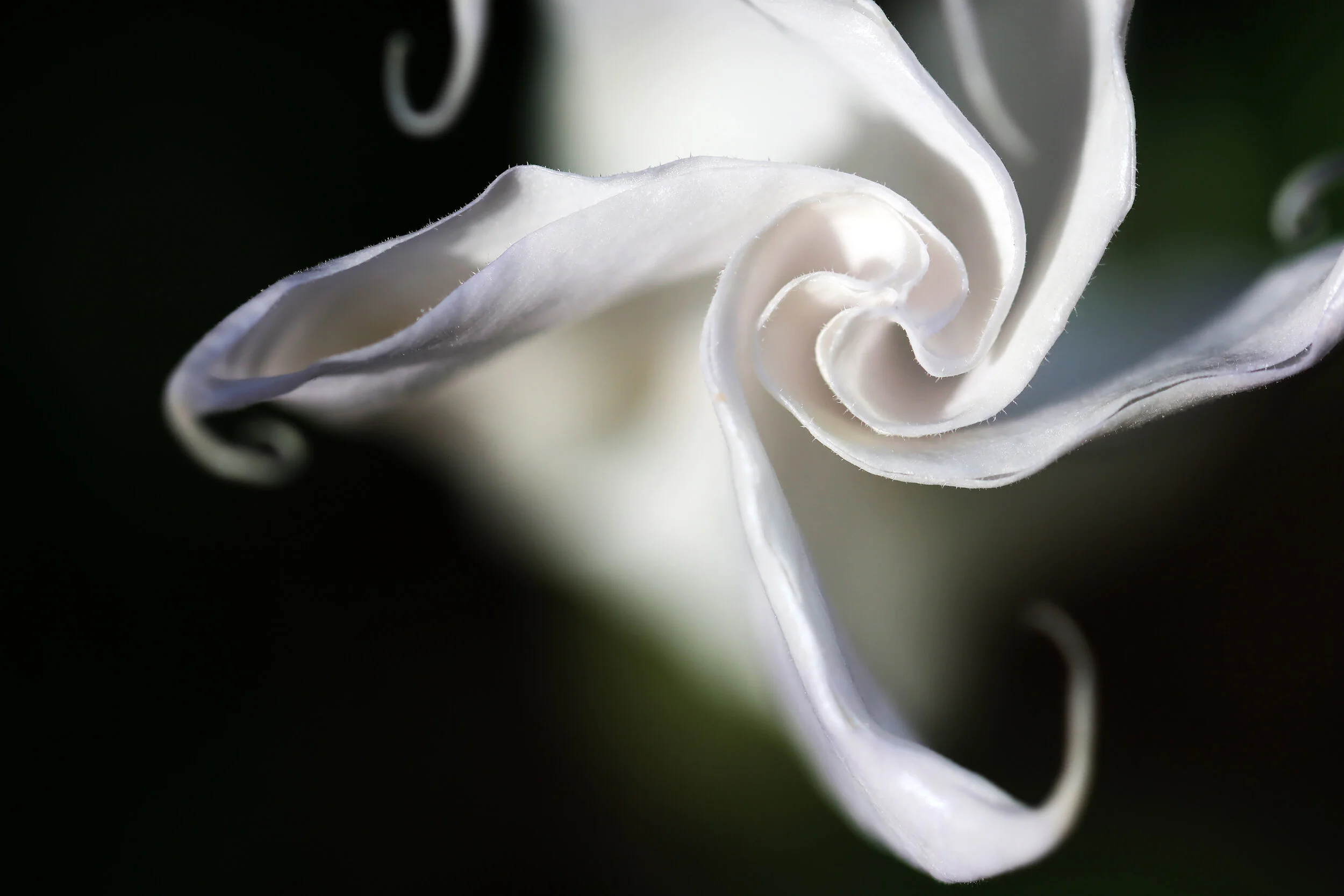 Unfurling
