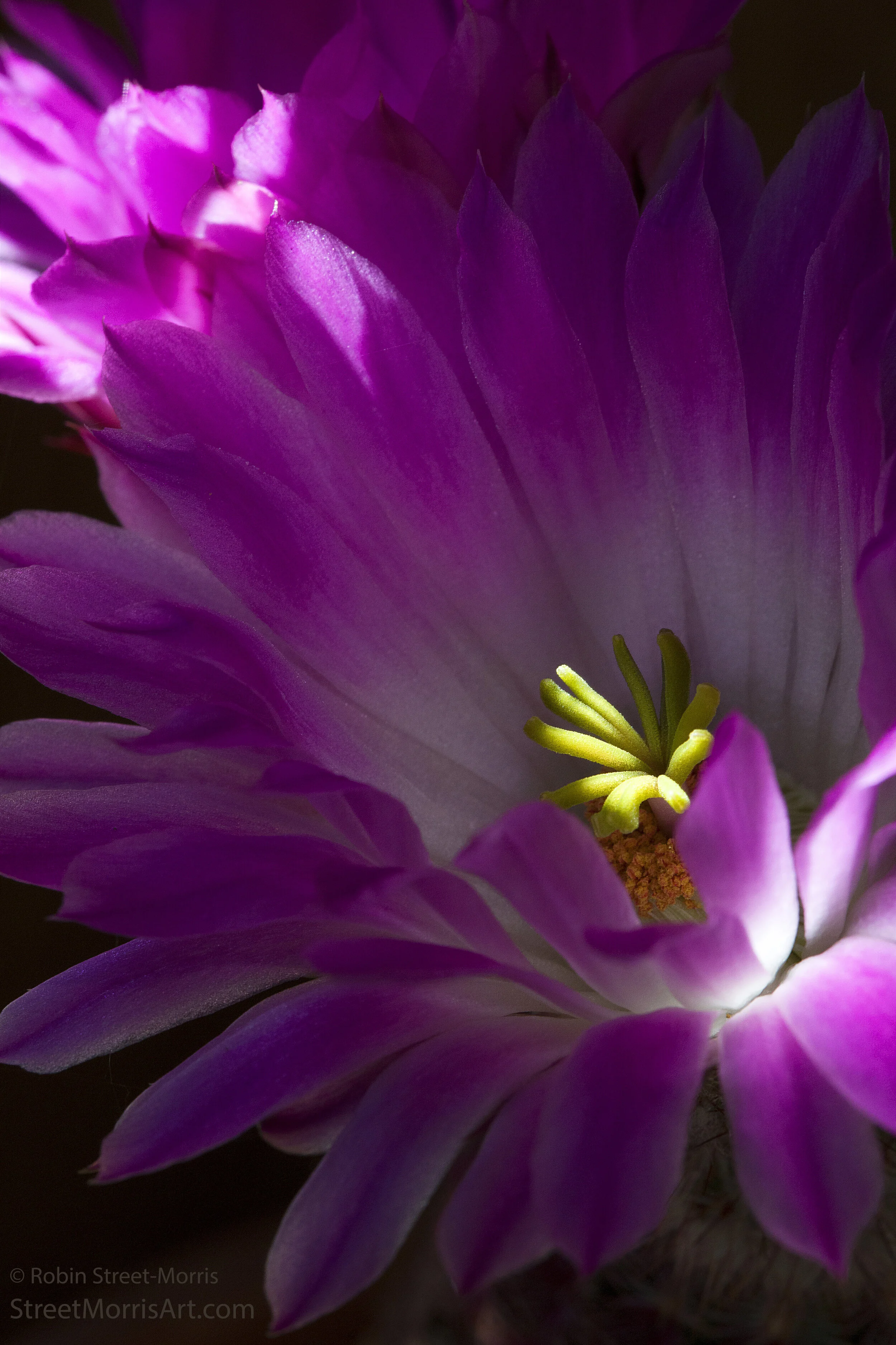 Arizona Rainbow Cactus (Echinocereus rigidissimus)