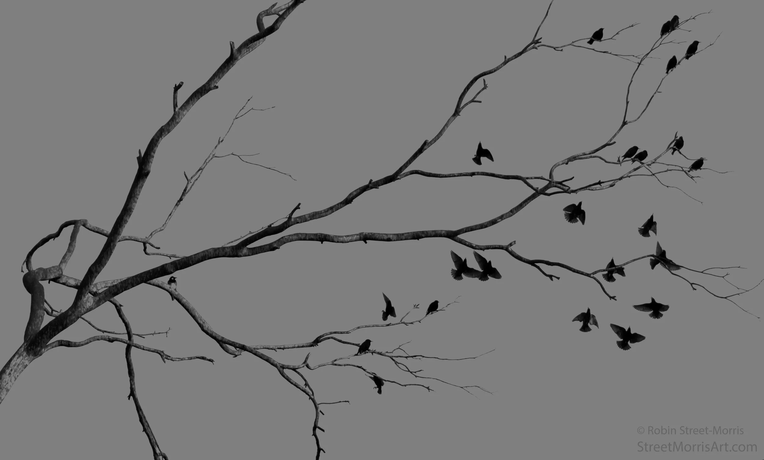 Acorn Woodpecker with Starling Flight