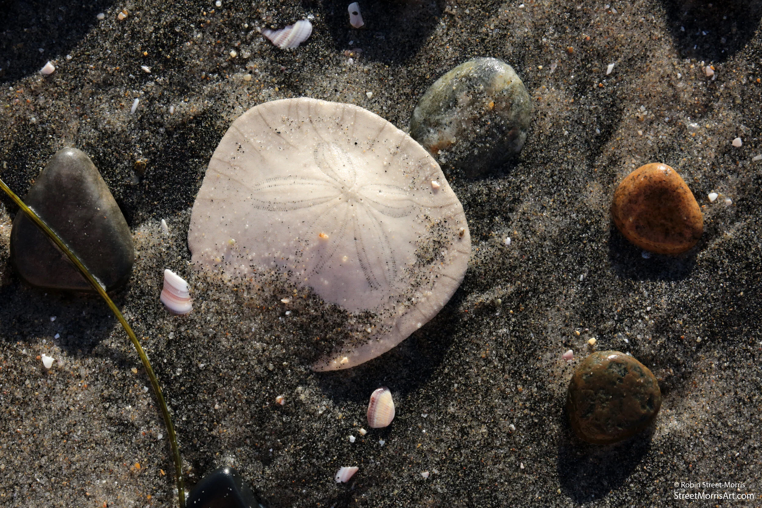 Eccentric Sand Dollar 