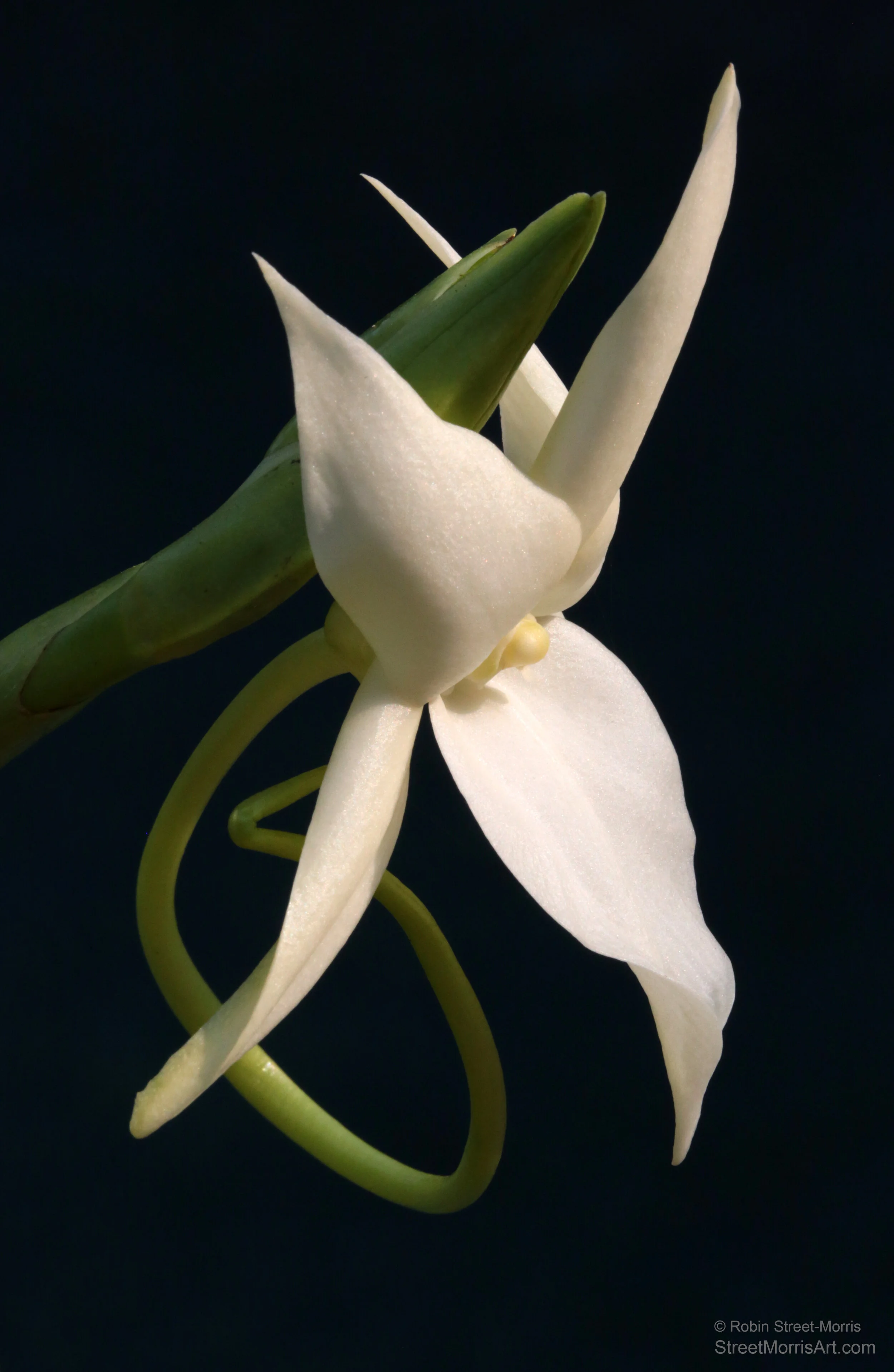 Angraecum sororium 