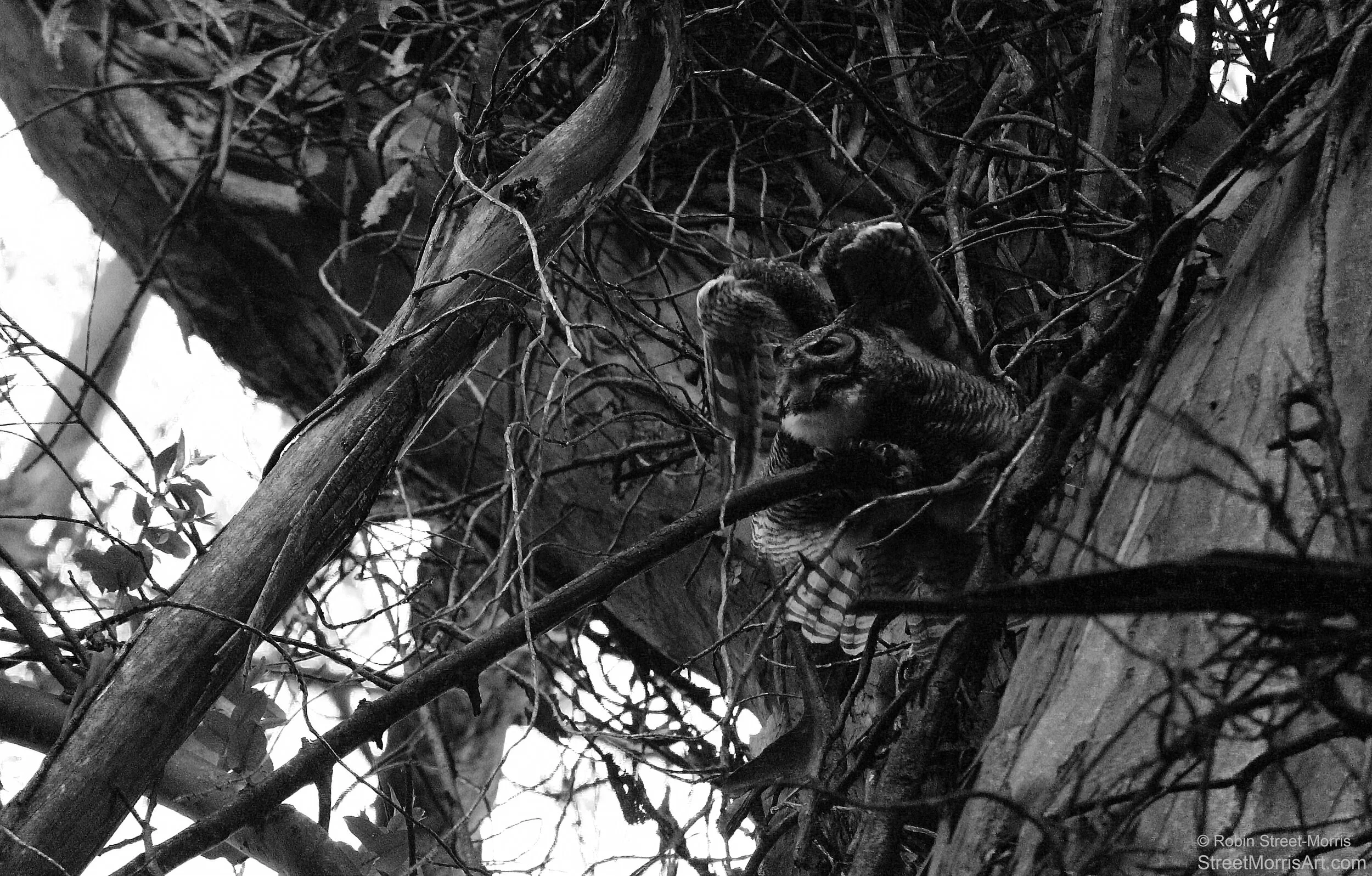 Preflight (Great Horned Owl)