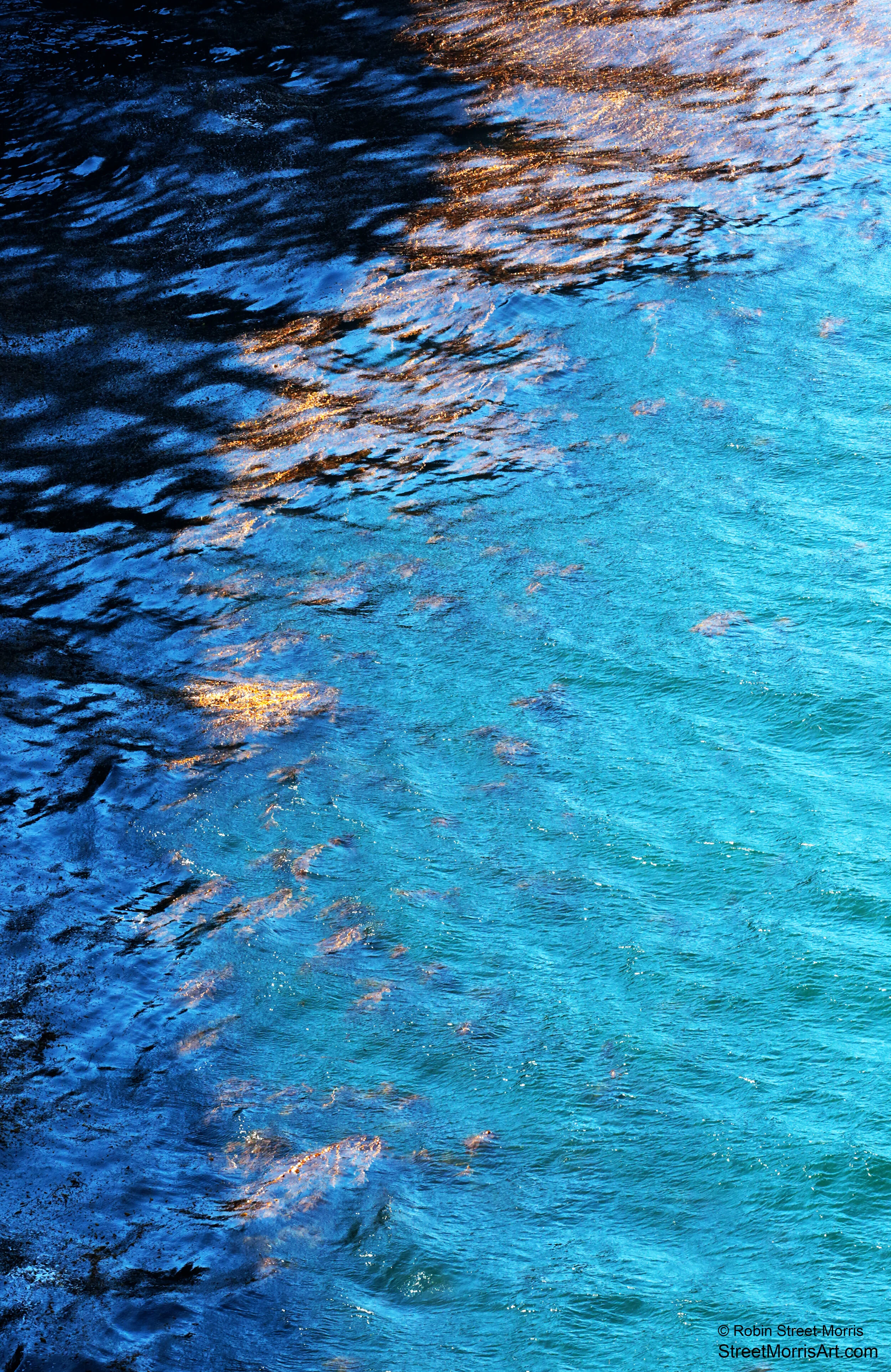 California Gold (Giant Kelp Forest) 