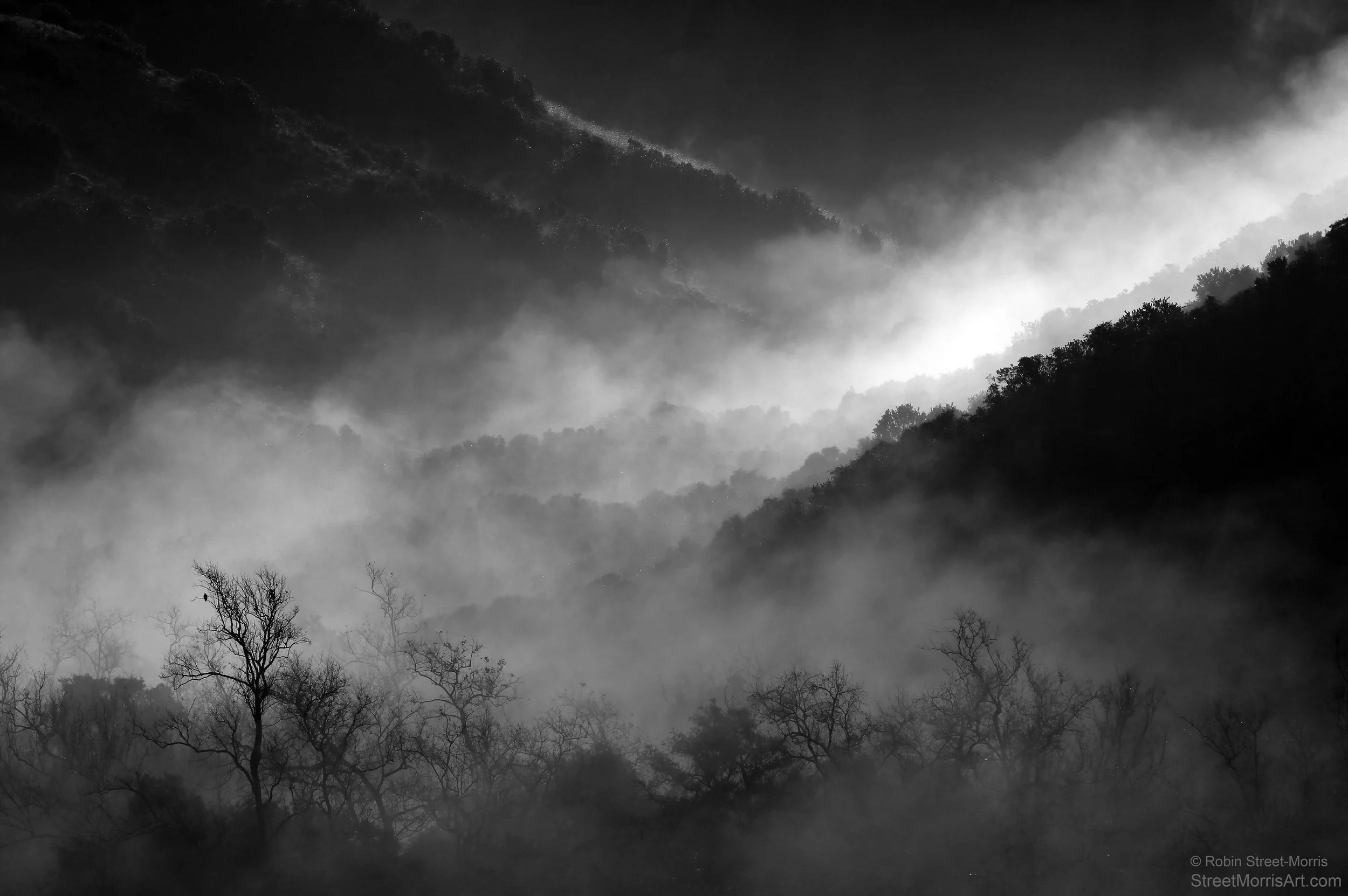 Riparian Fog at Dawn