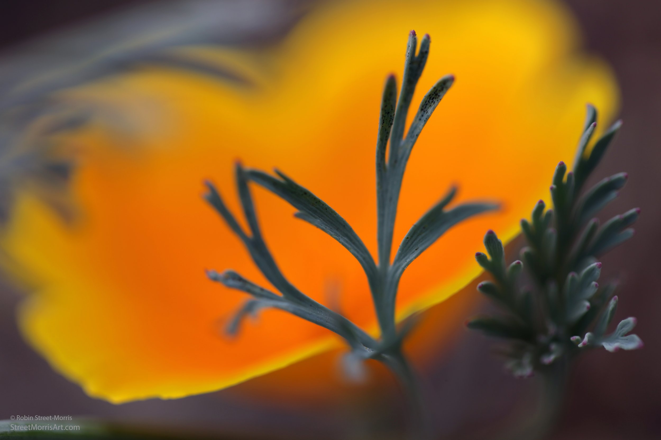 California Poppy 