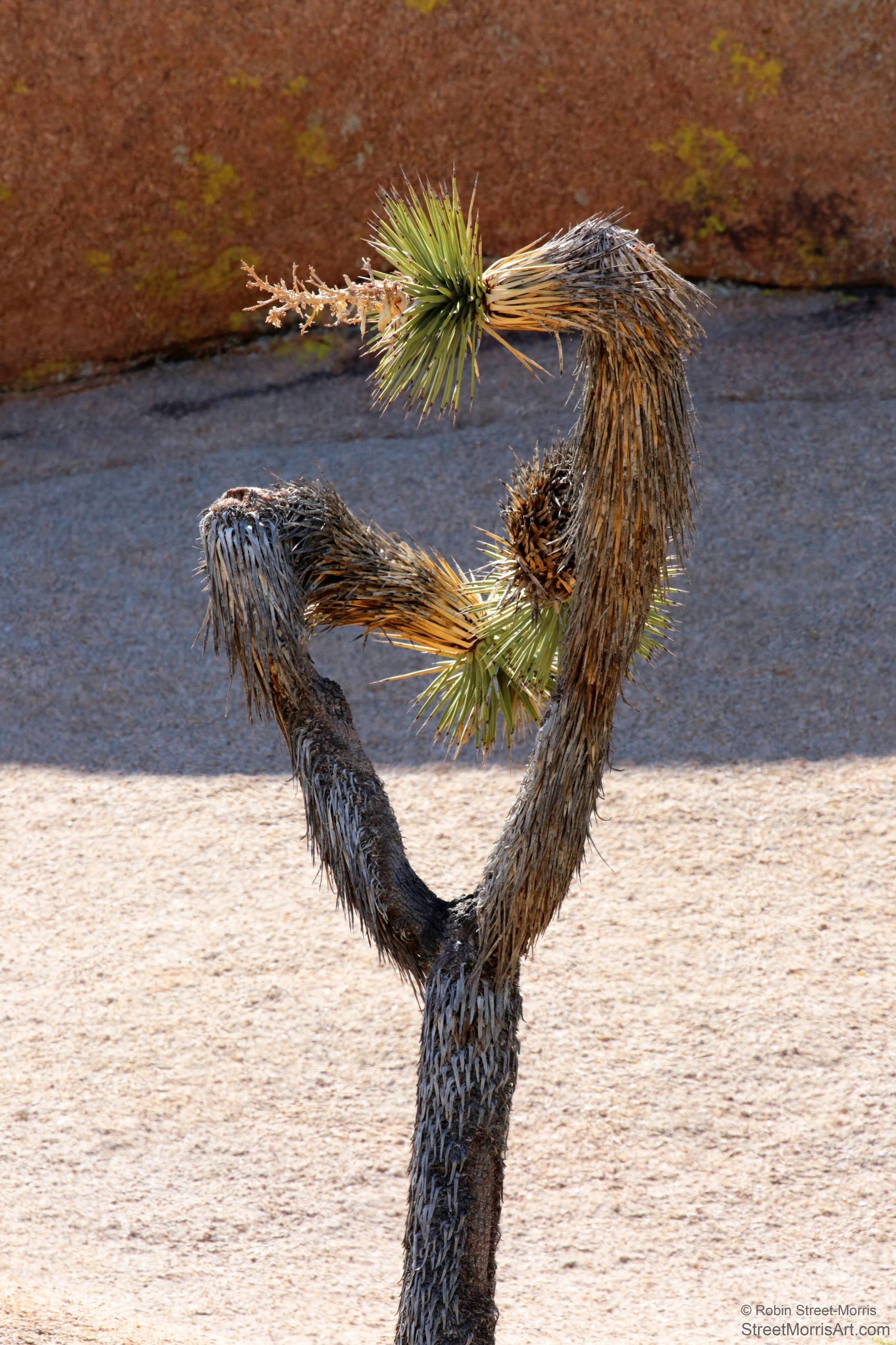 Desert Dancer (Yucca brevifolia in Joshua Tree National Park)