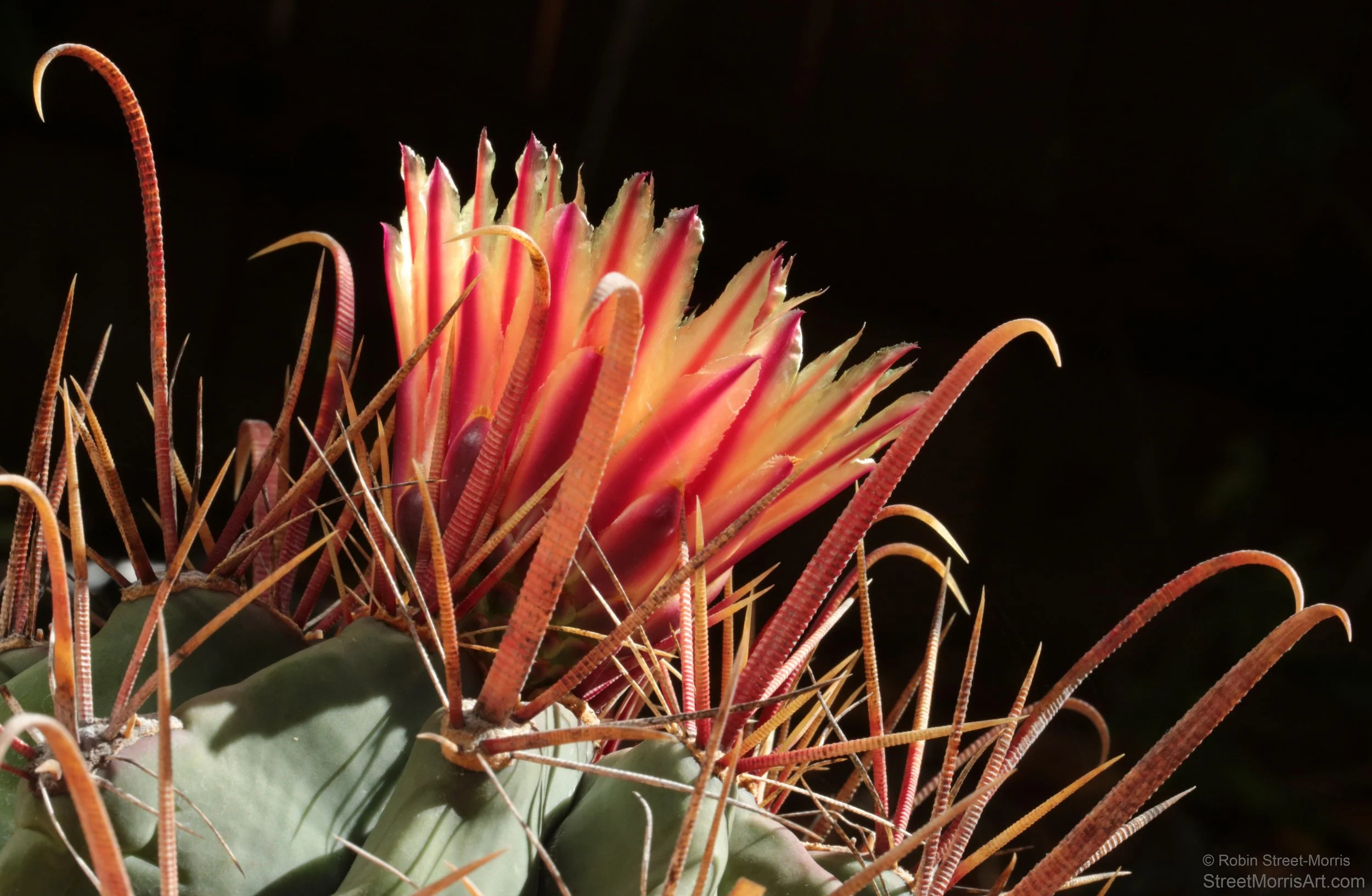 Ferocactus townsendianus