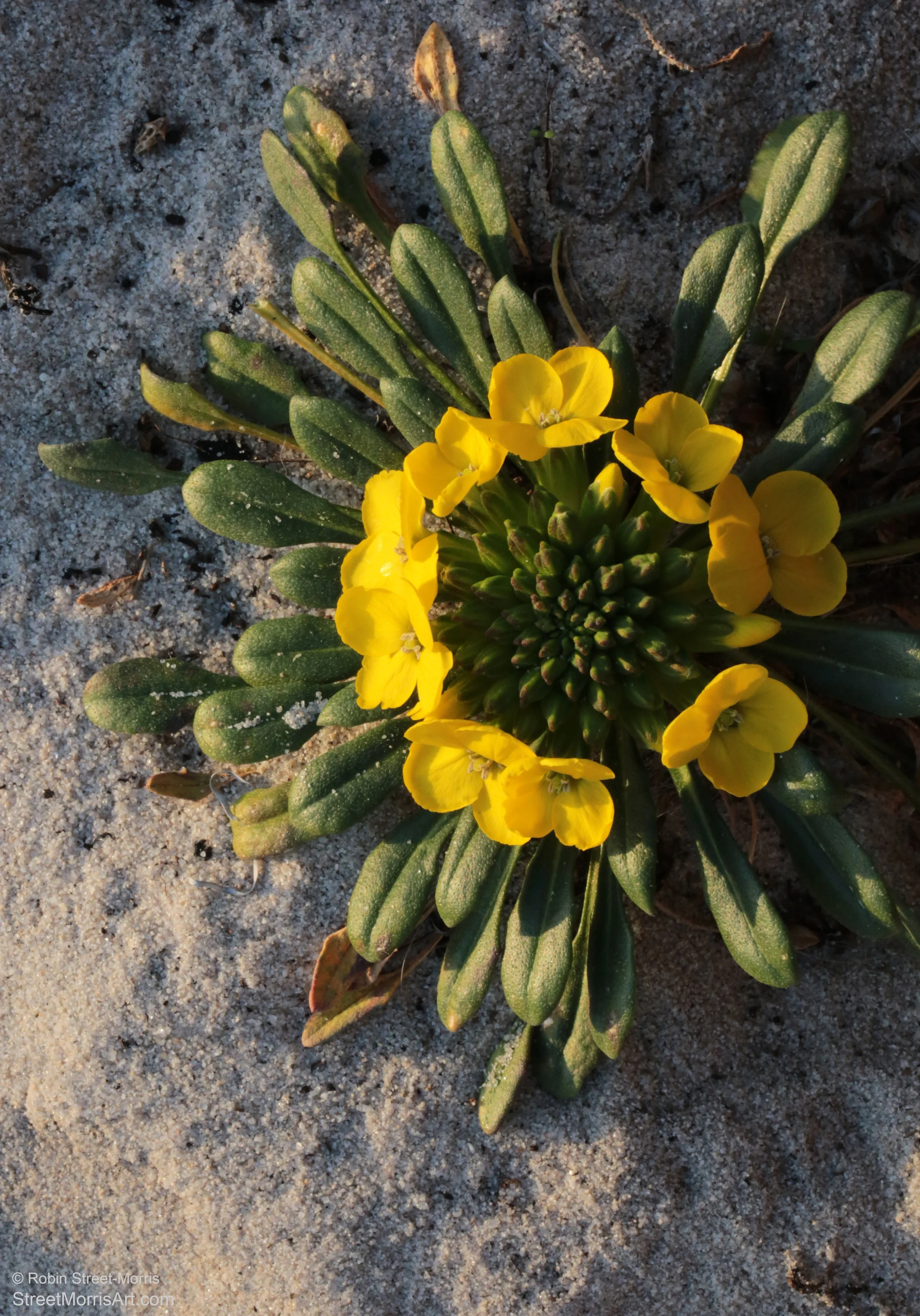 Menzies' Wallflower (Erysimum menziesii)