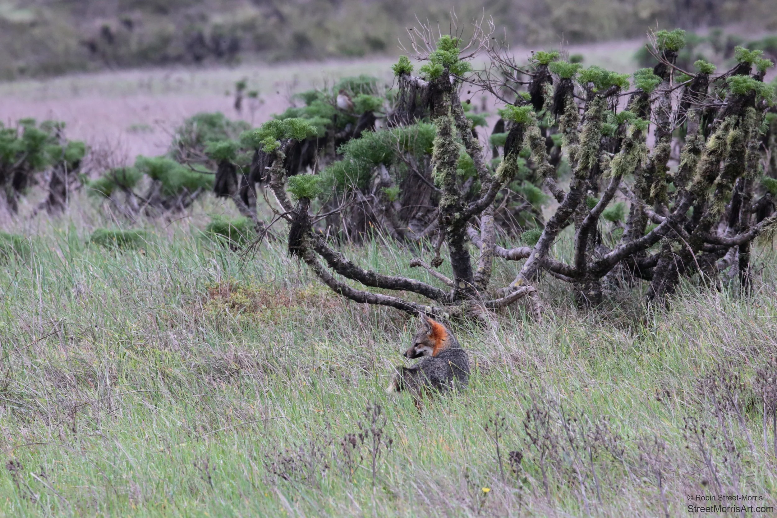 San Miguel Island Fox with Giant Coreopsis 