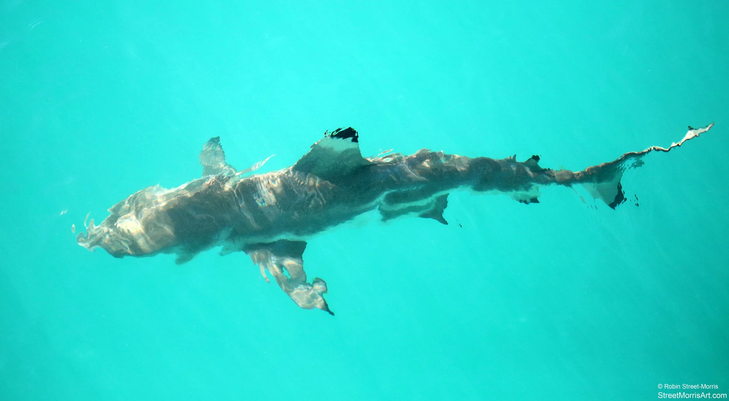 Blacktip Reef Shark (Carcharhinus melanopterus) 