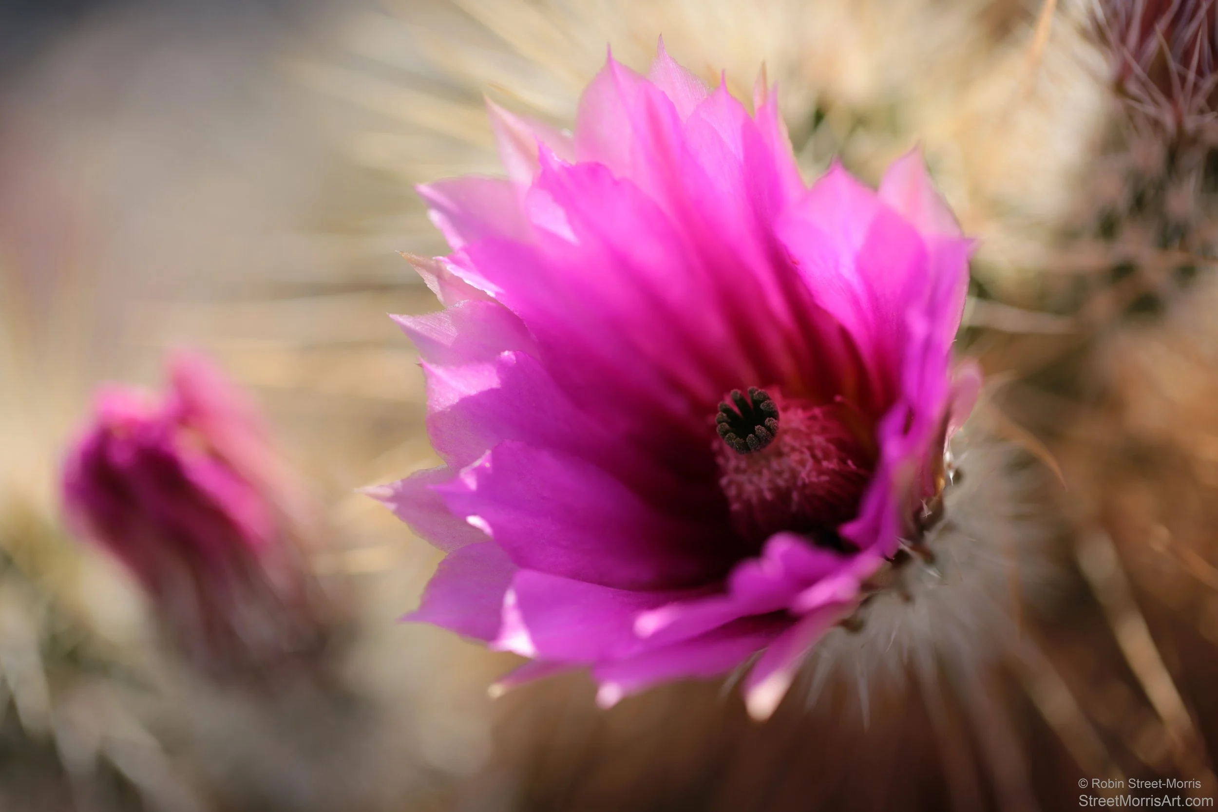 Strawberry Hedgehog Cactus (Echinocereus engelmannii var. engelmannii)
