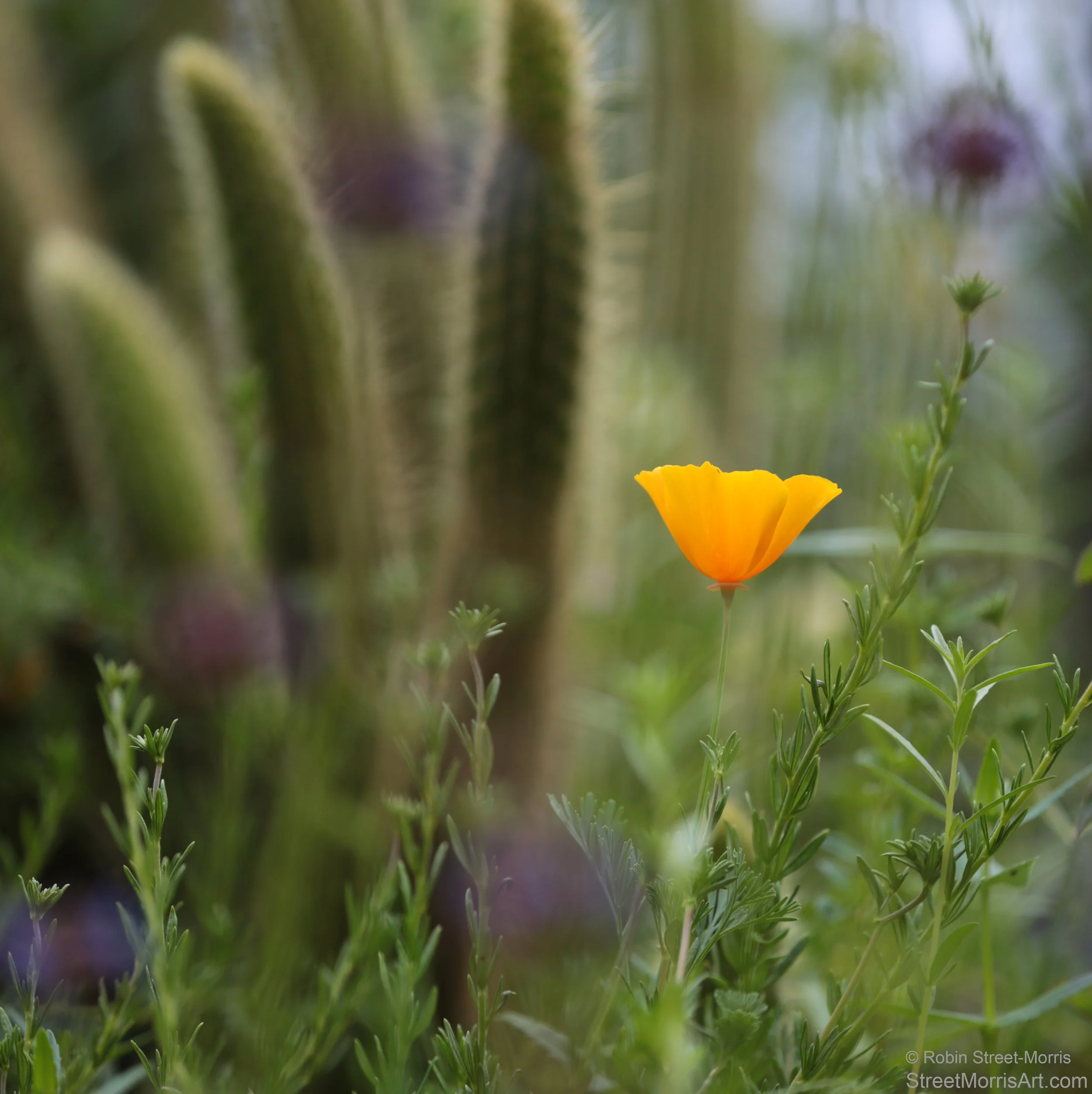 Golden Afternoon (Eschscholzia californica var. maritima) 