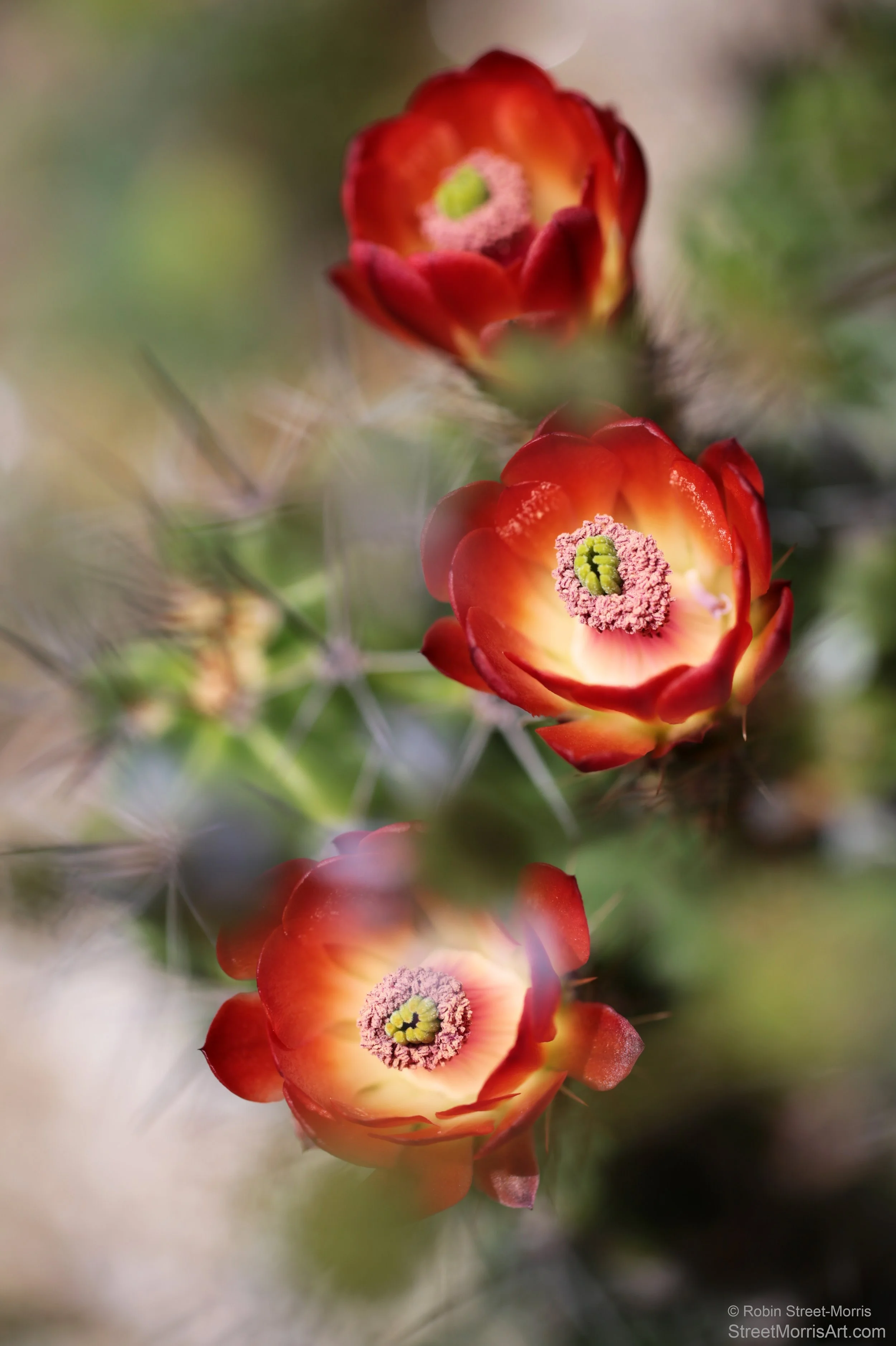 Kingcup Cactus (Echinocereus triglochidiatus)