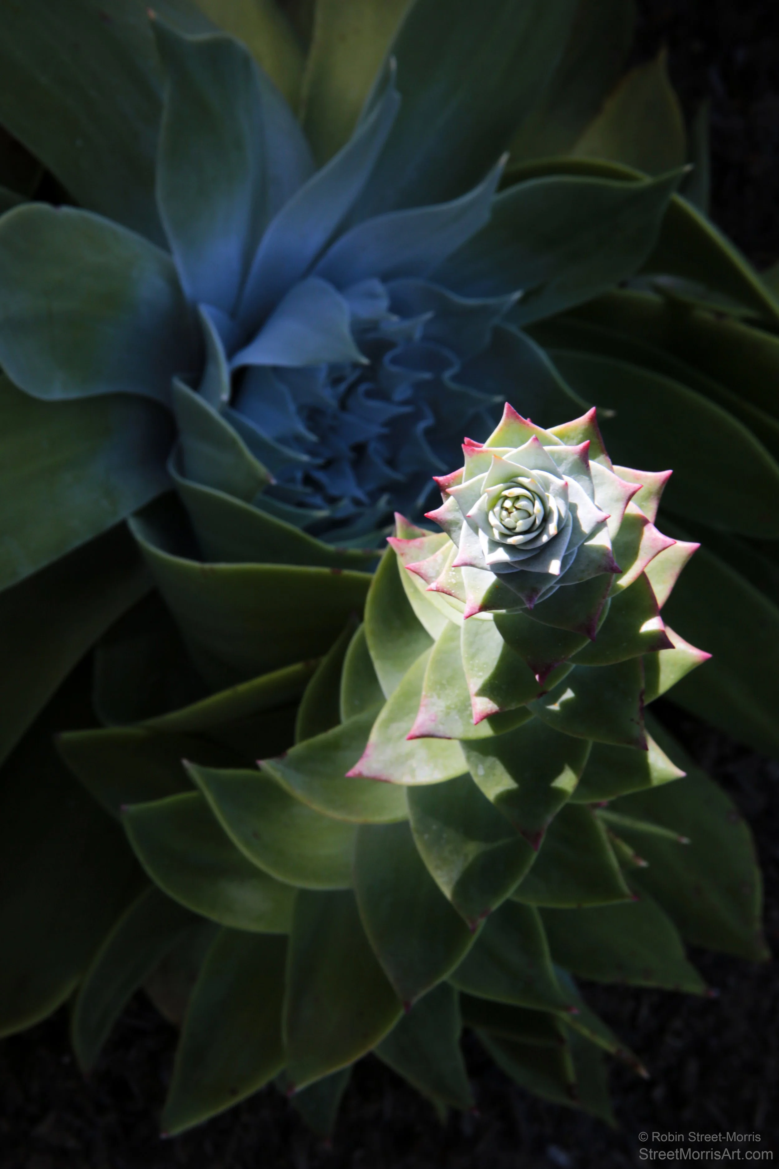 Salutation (Dudleya pulverulenta) 