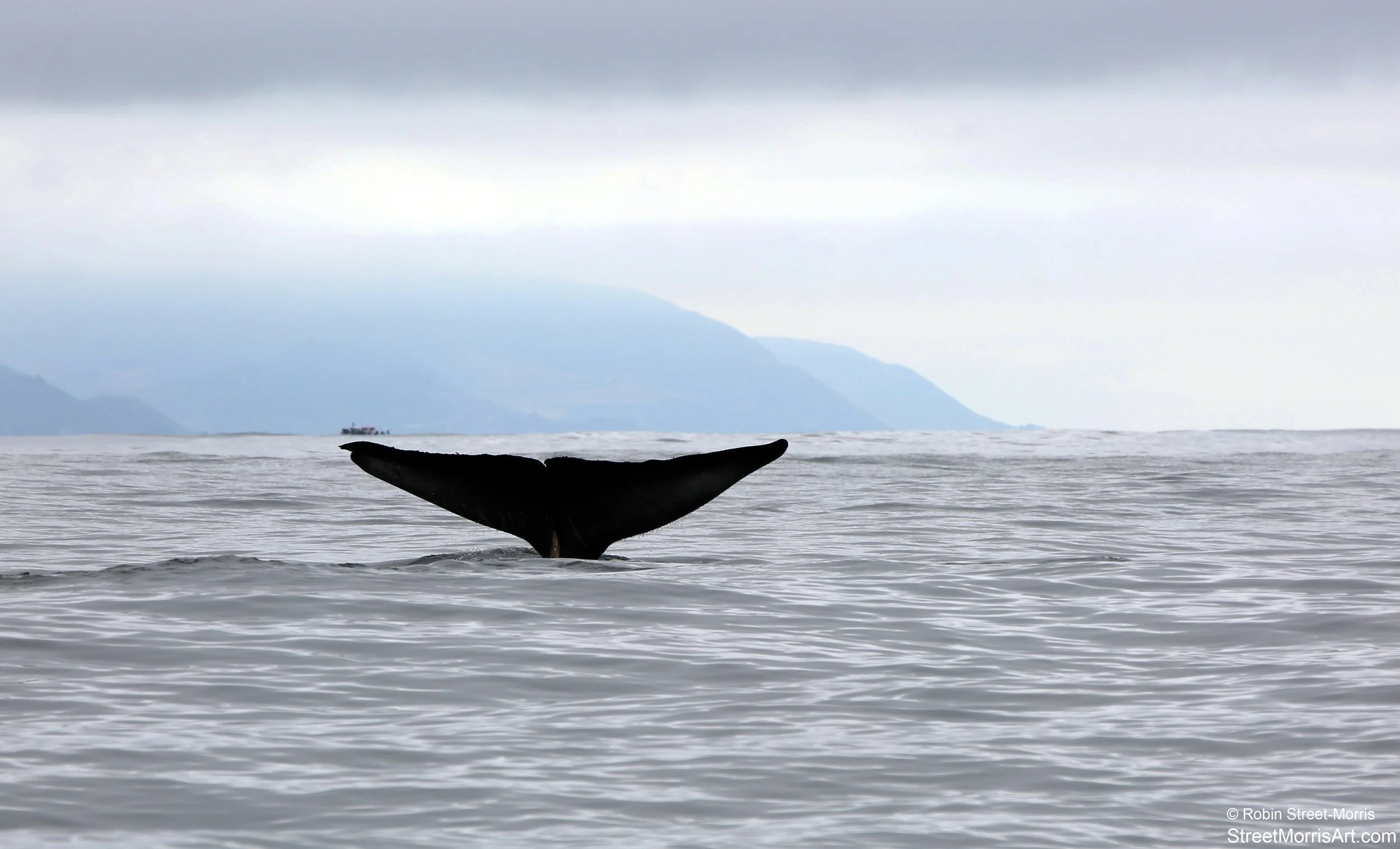 Gentle Giant (Blue Whale) 