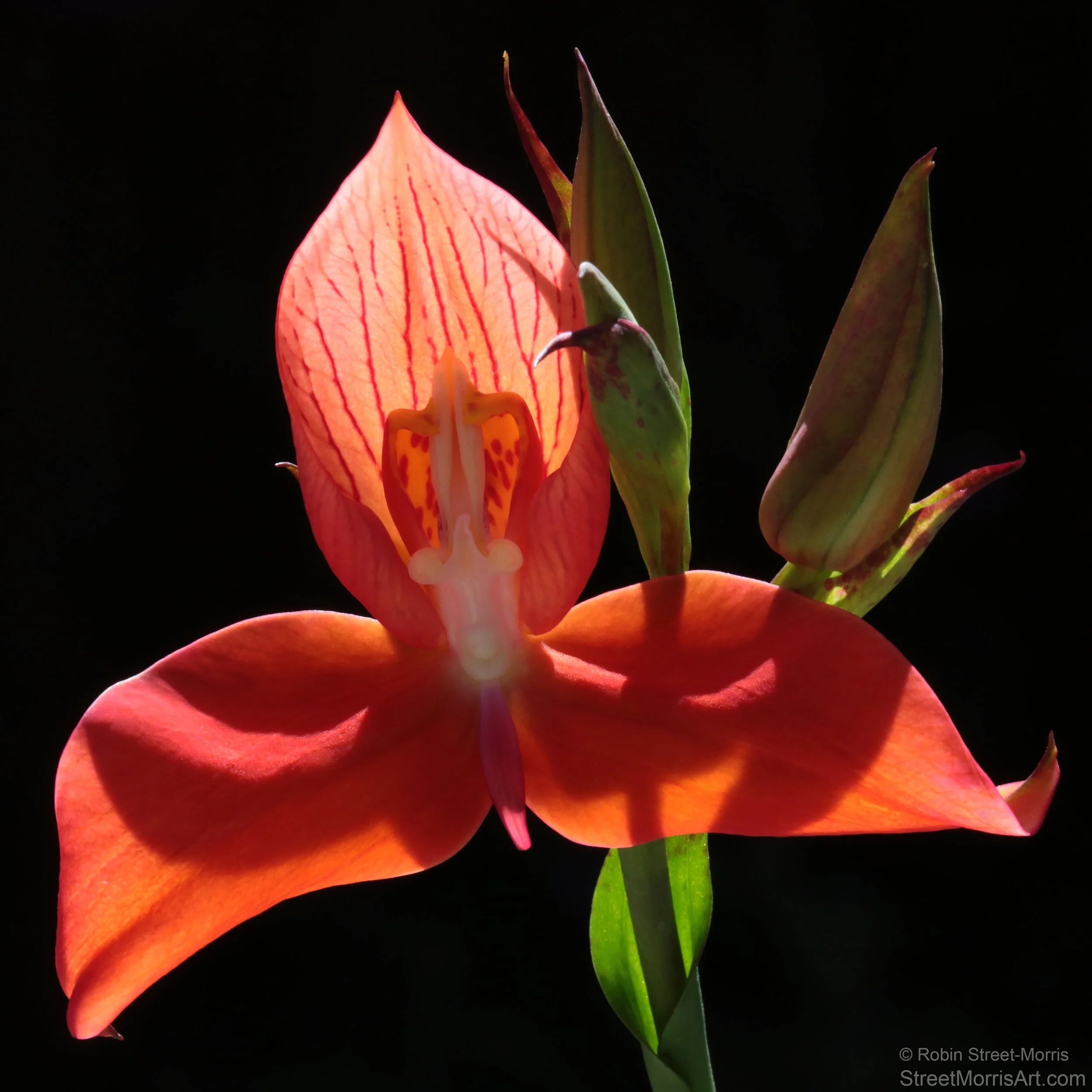 Disa Radiance