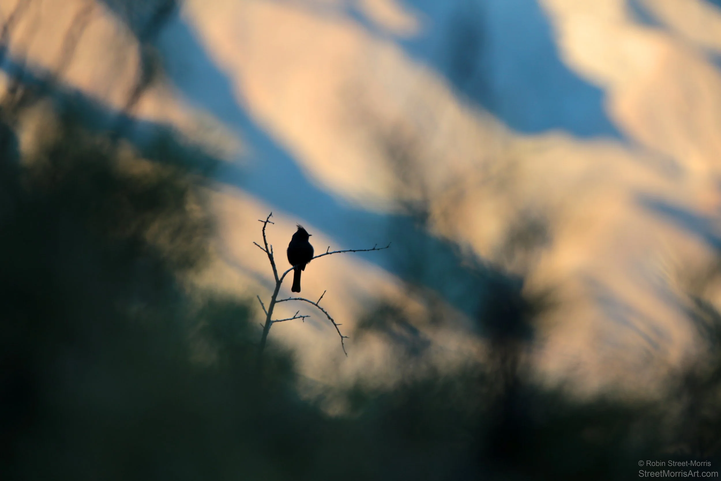 Phainopepla at Sundown 