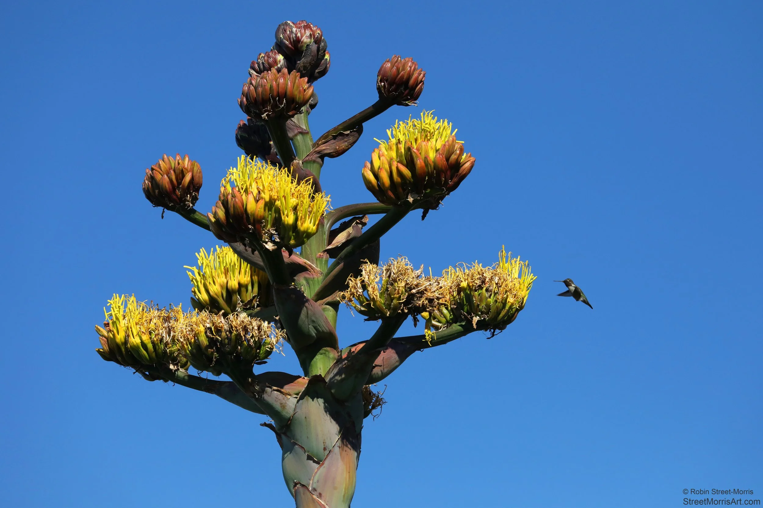 Anna's Hummingbird with Agave shawii Inflorescence 