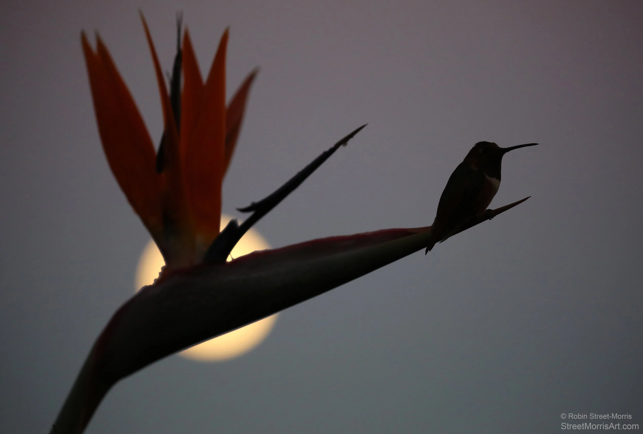 Hummingbird with Bird of Paradise and Moonrise