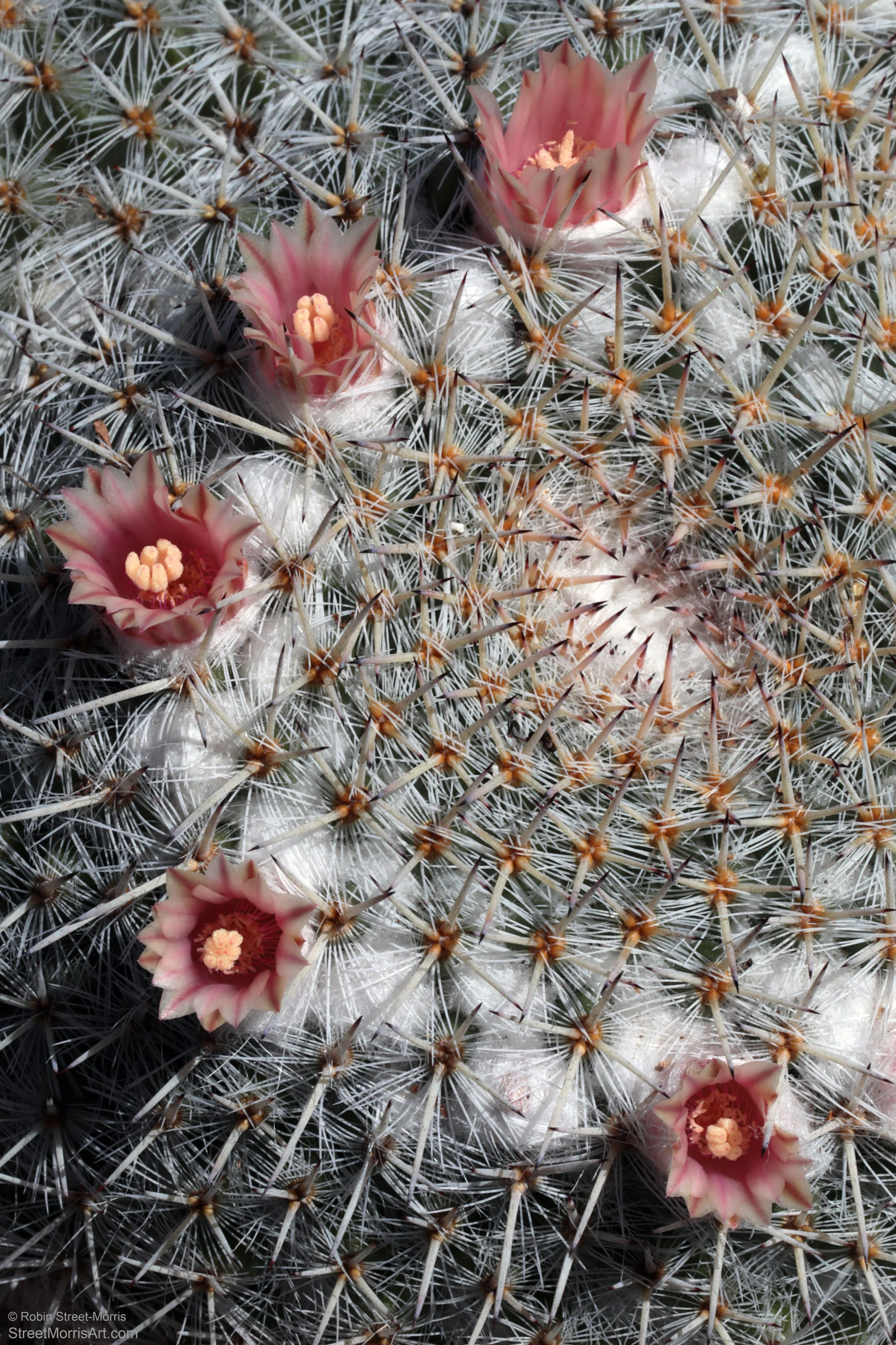 Tepals and Spines (Mammillaria parkinsonii variety brevispina)