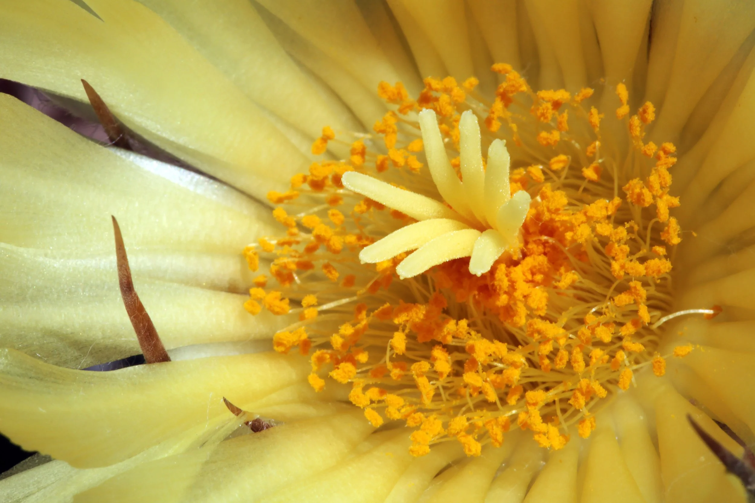 Spines and Satin (Astrophytum ornatum) 