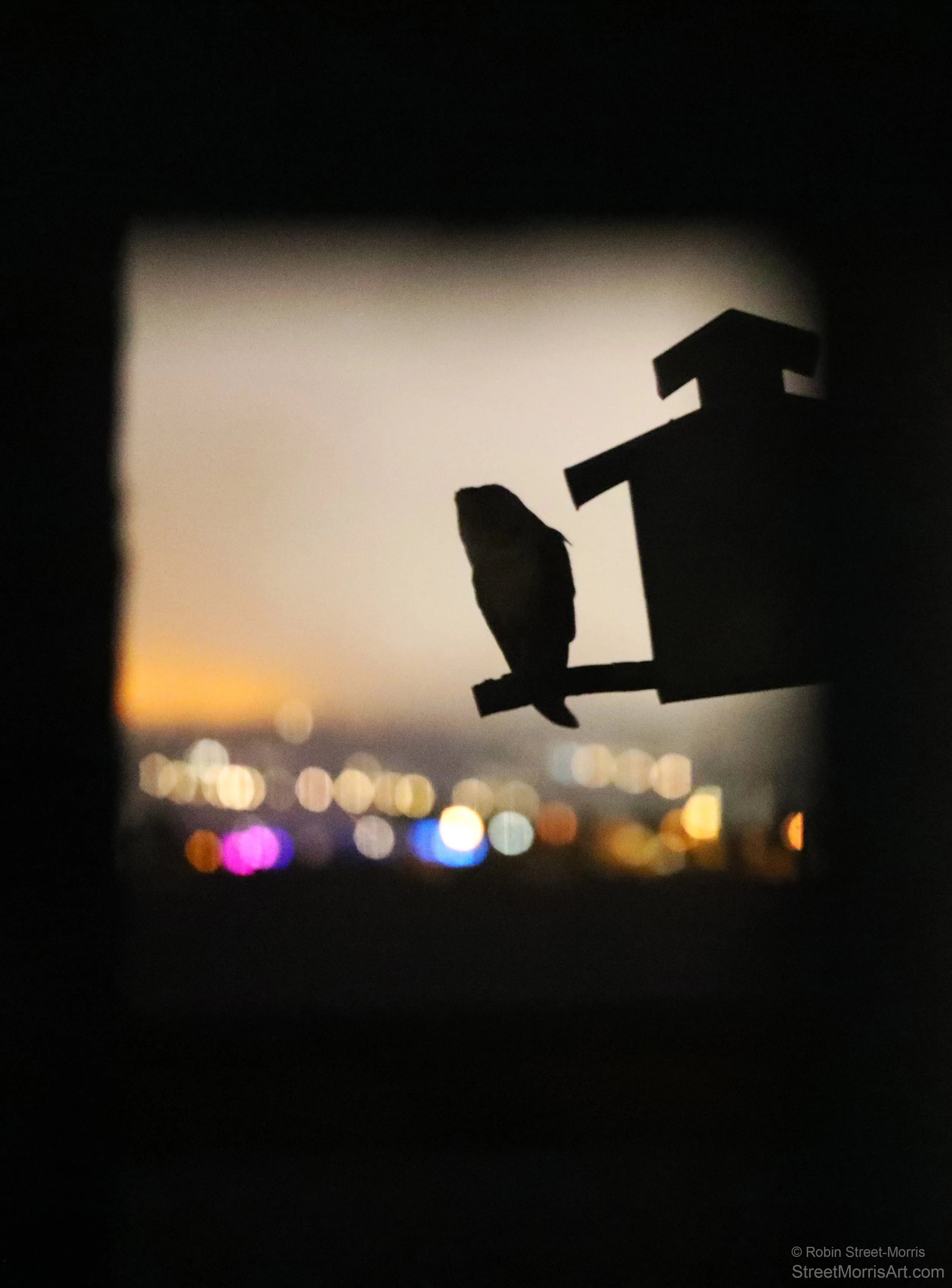 Portal with Barn Owl