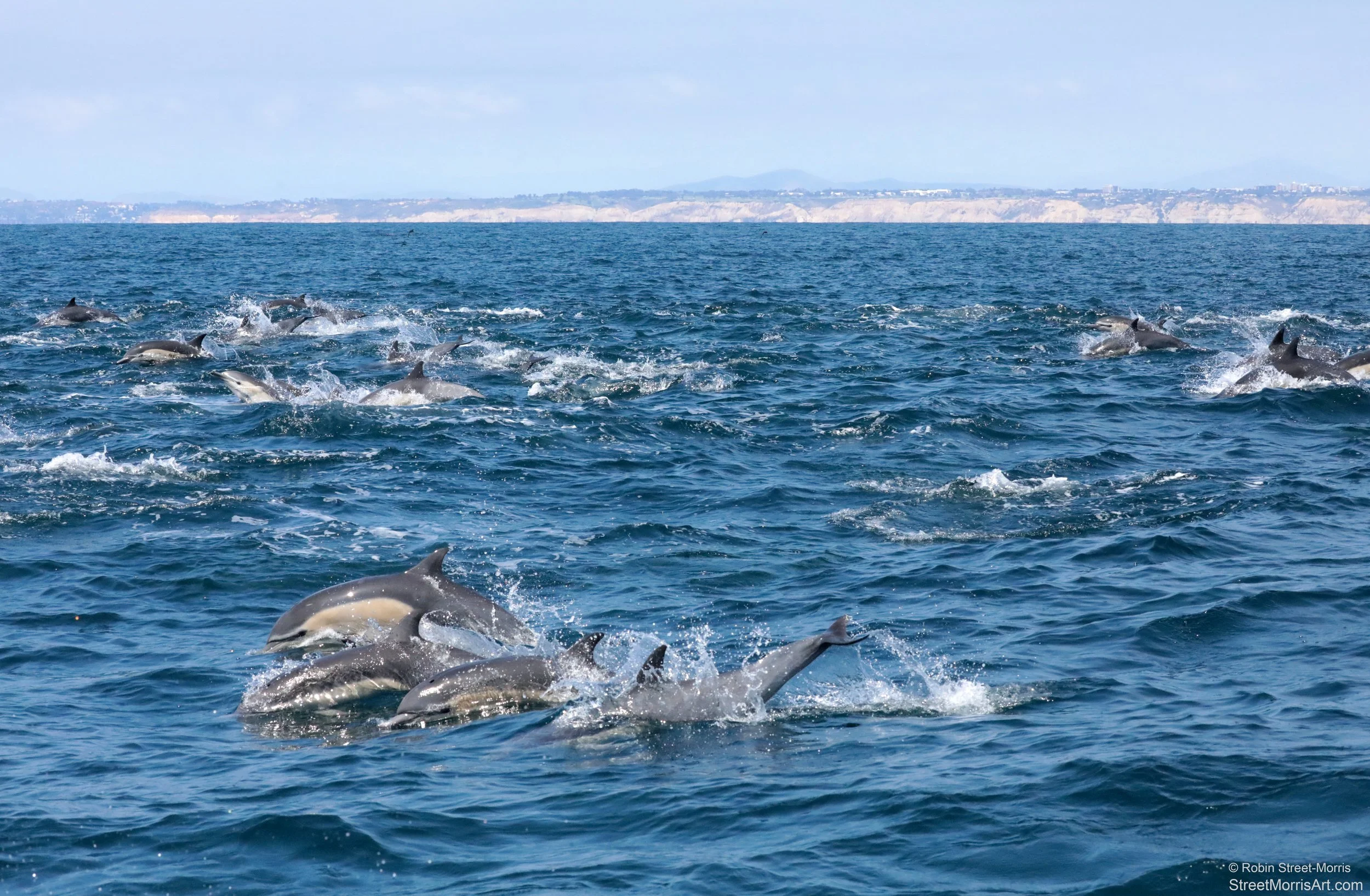 Stampede (Short-Beaked Common Dolphins off of San Diego) 