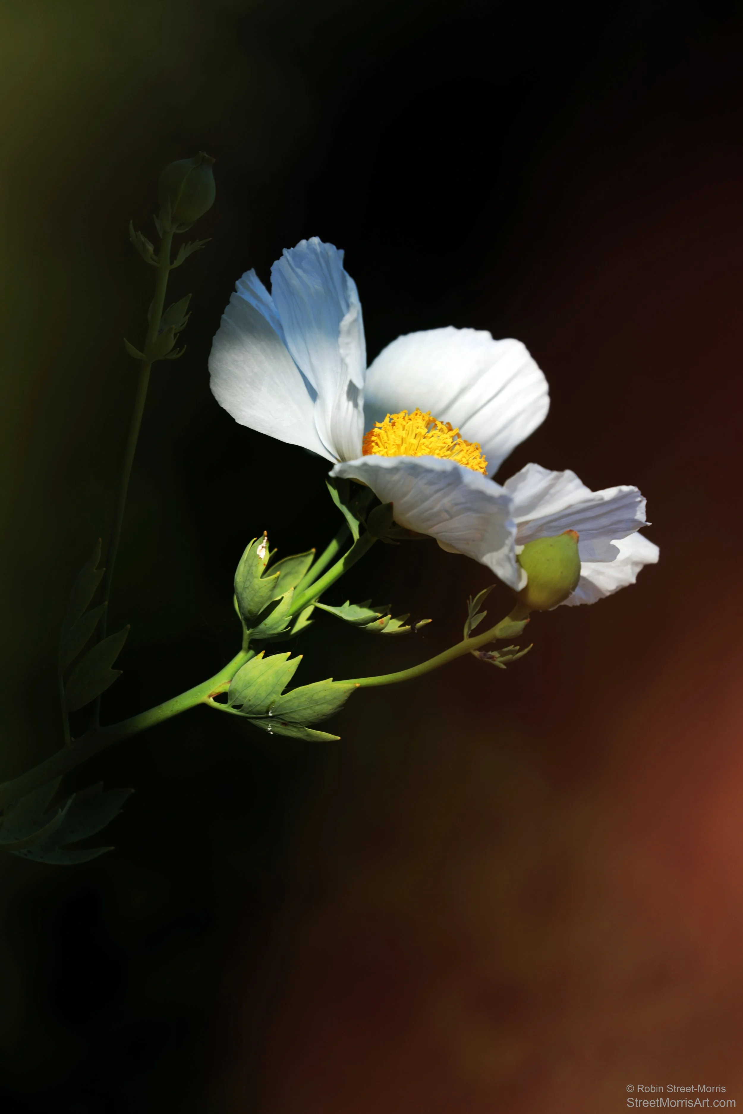 Coulter's Matilija Poppy