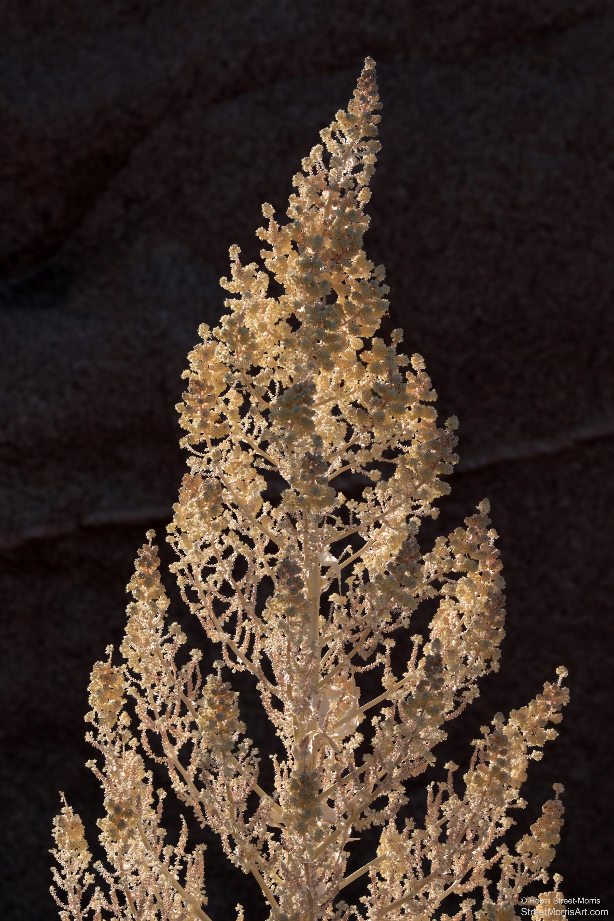 Inflorescence (Nolina parryi) 